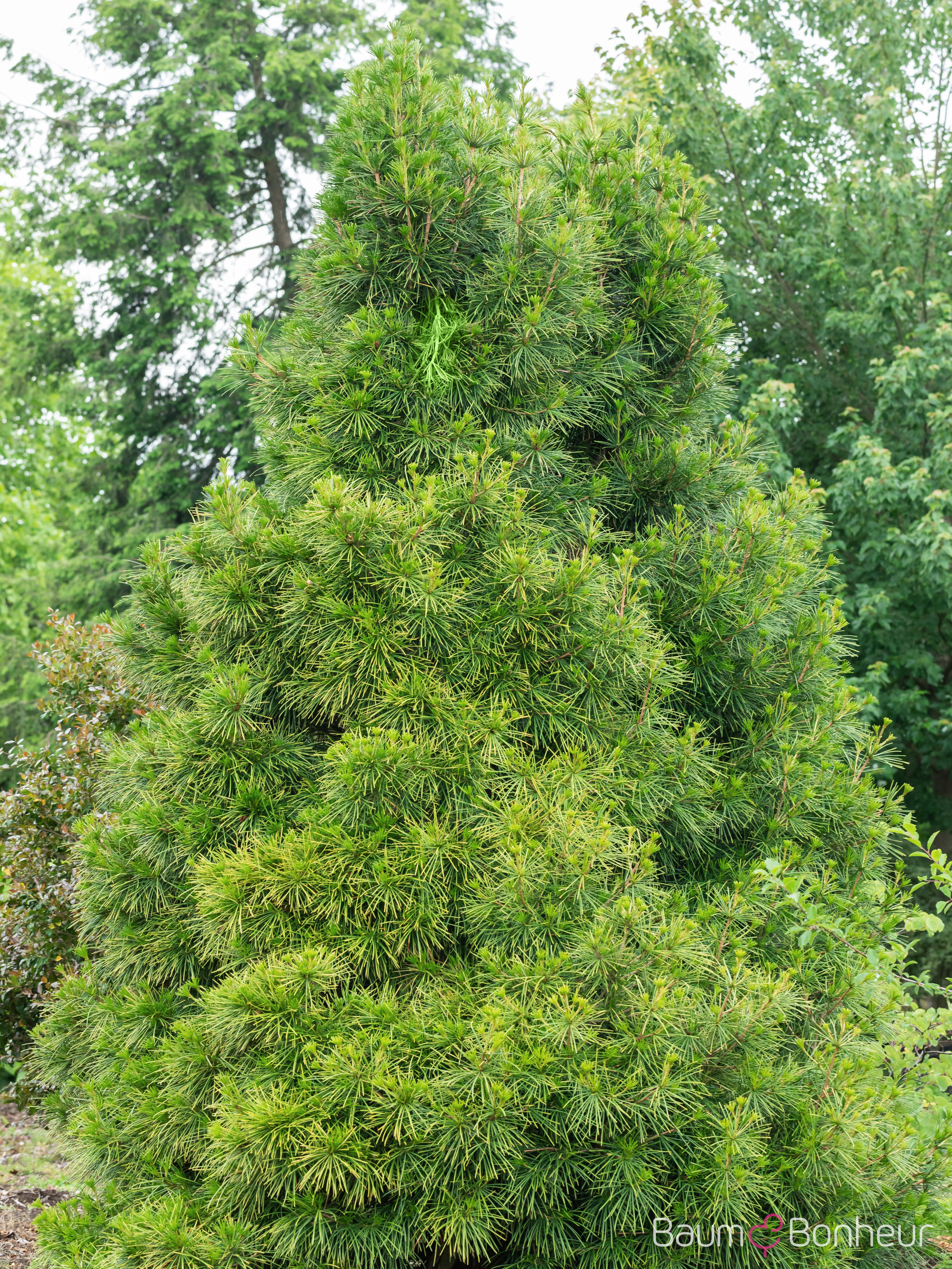 Sciadopitys verticillata