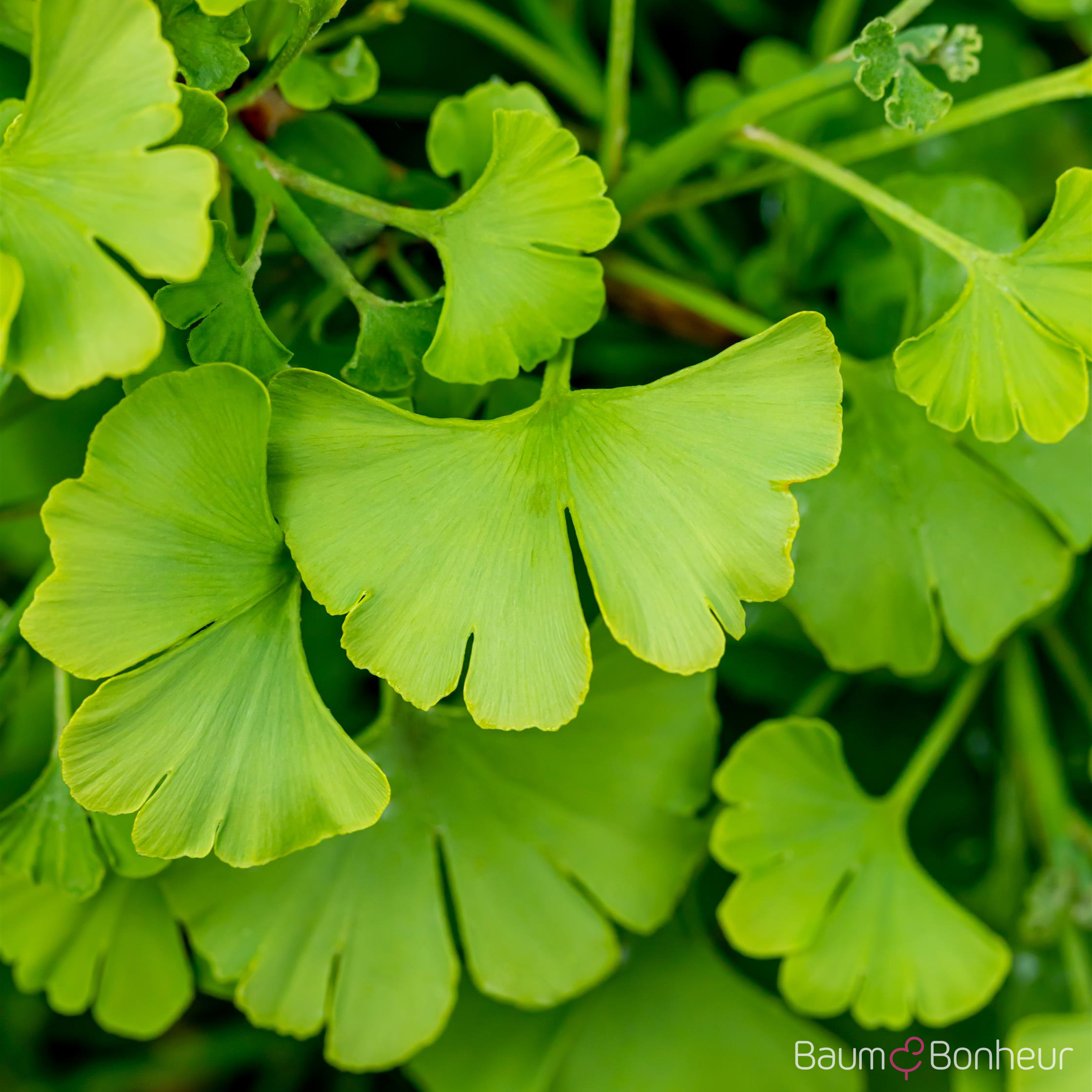 Ginkgo biloba 'Tit'