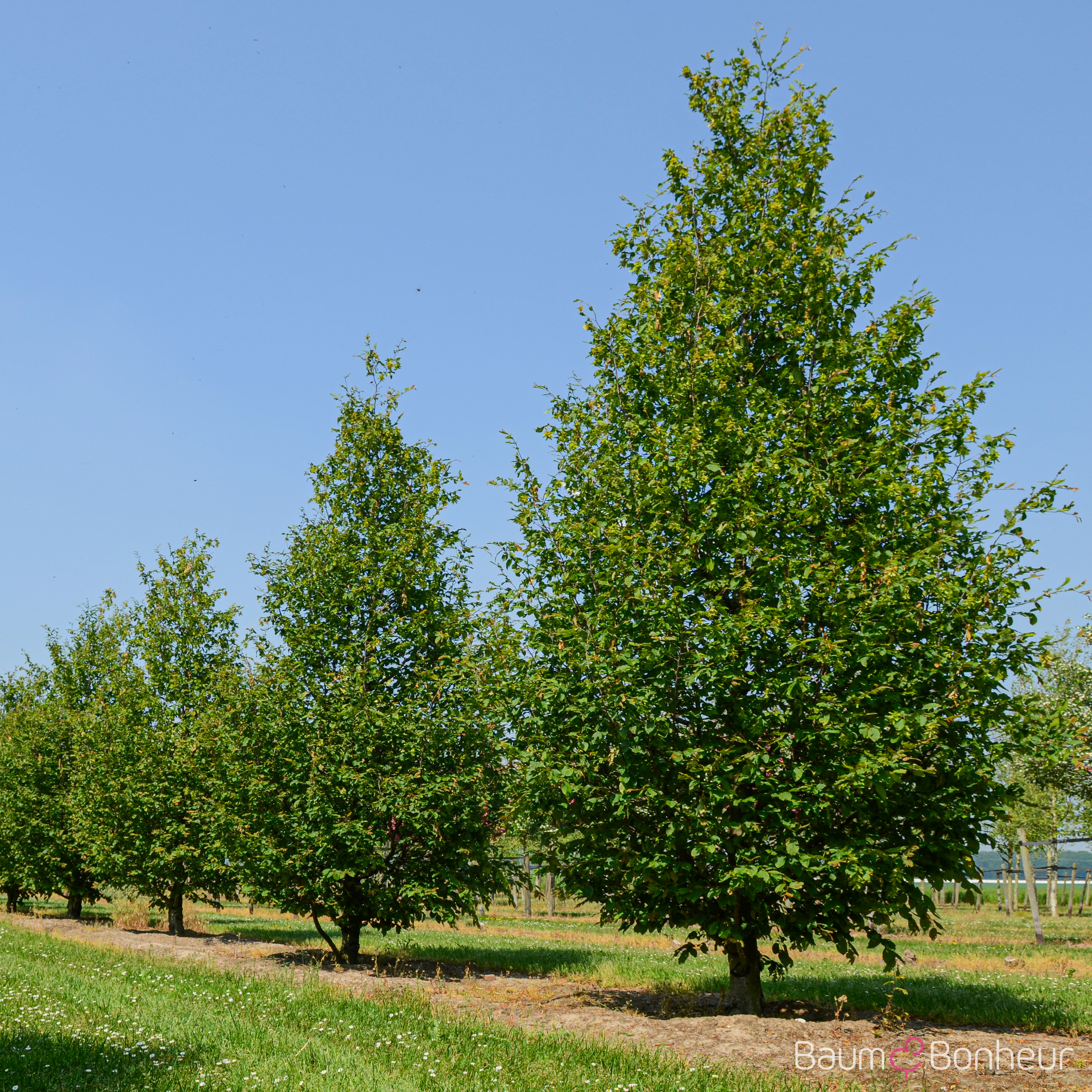 Carpinus betulus 'Purpurea'