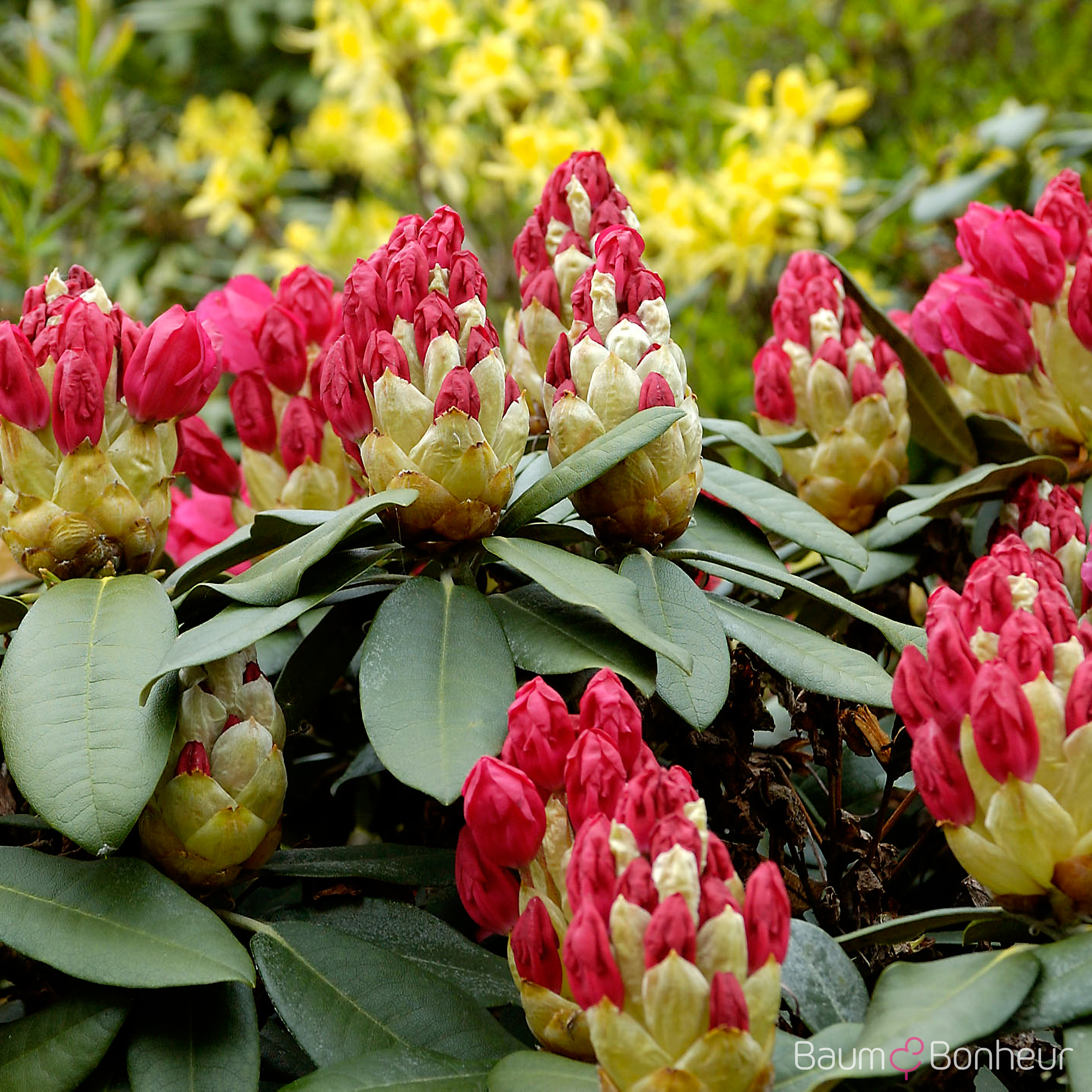 Rhododendron 'Nova Zembla'
