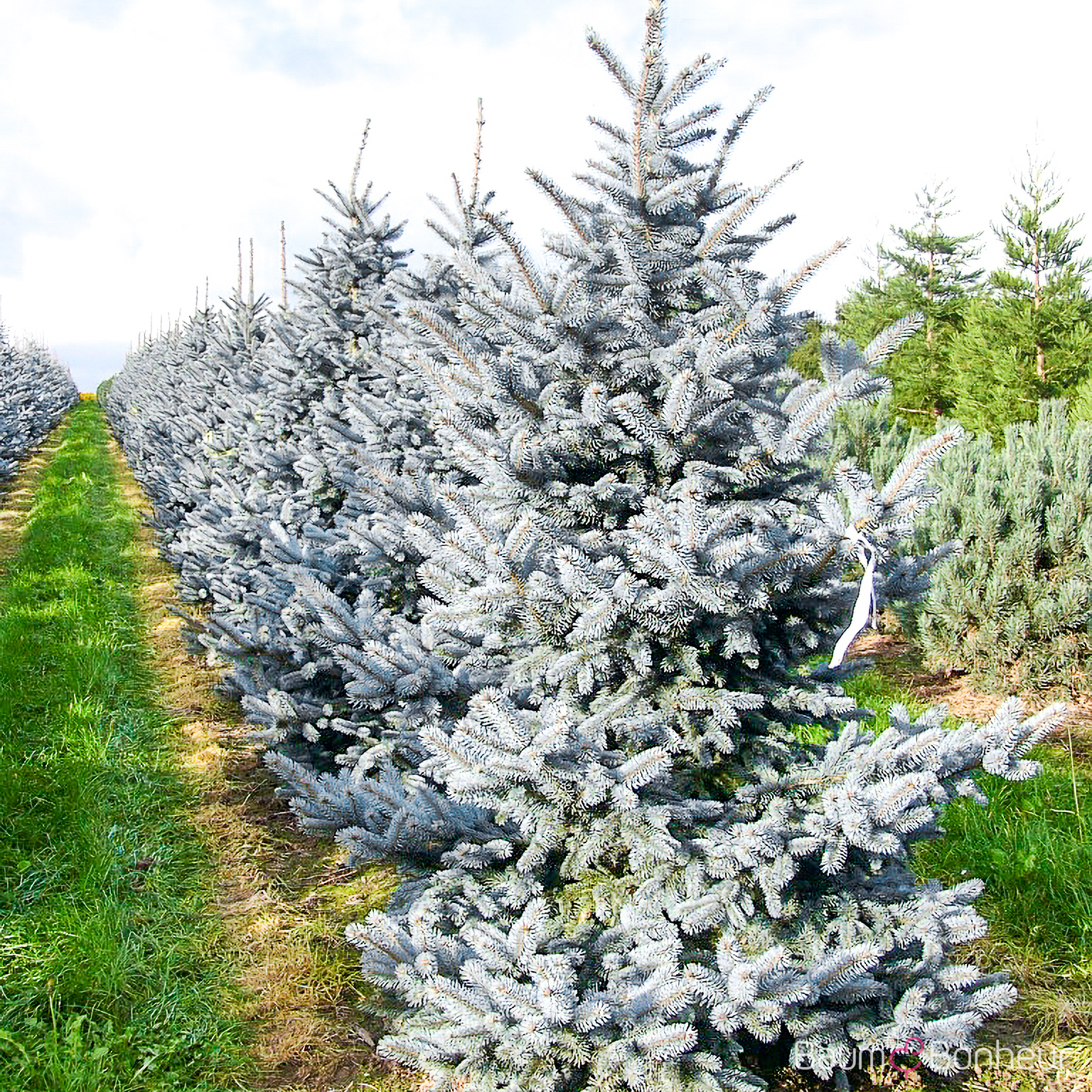 Picea pungens 'Oldenburg' -R-
