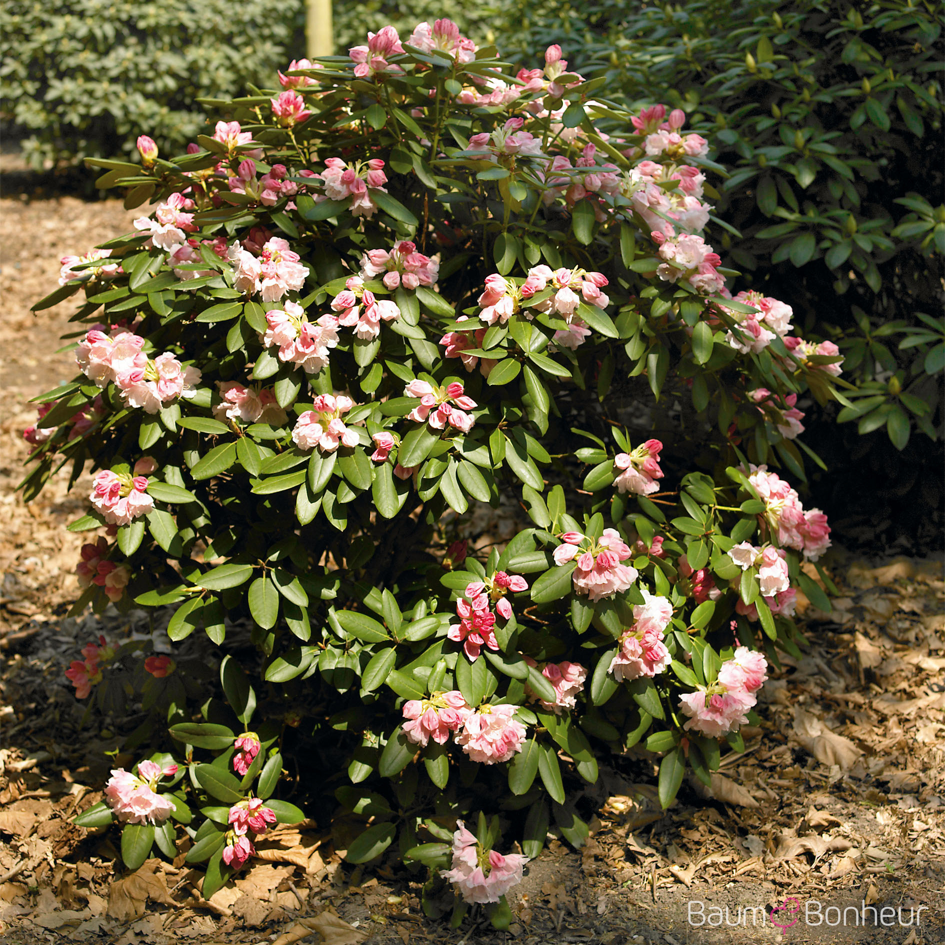 Rhododendron yakushimanum 'Edelweiß'