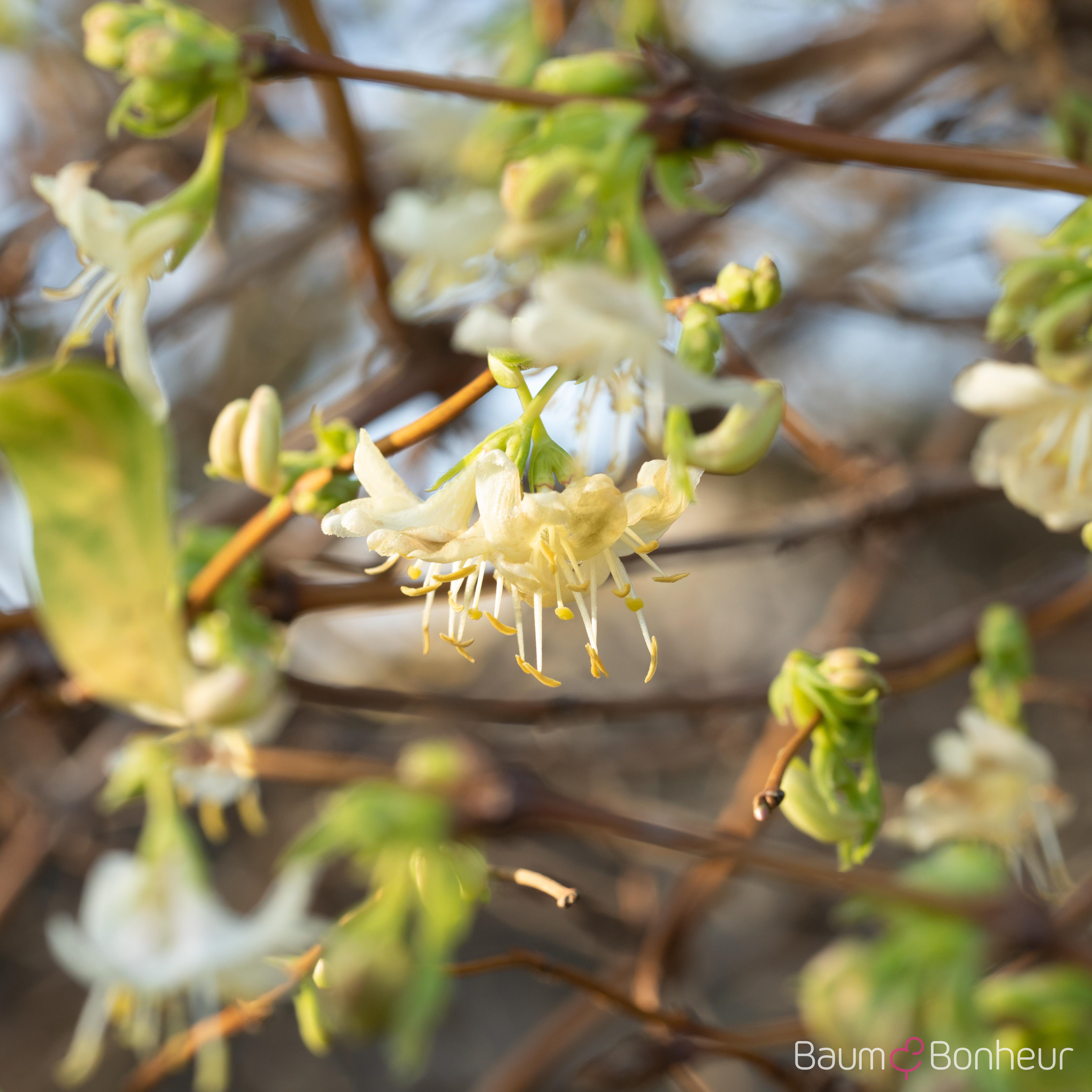 Lonicera purpusii