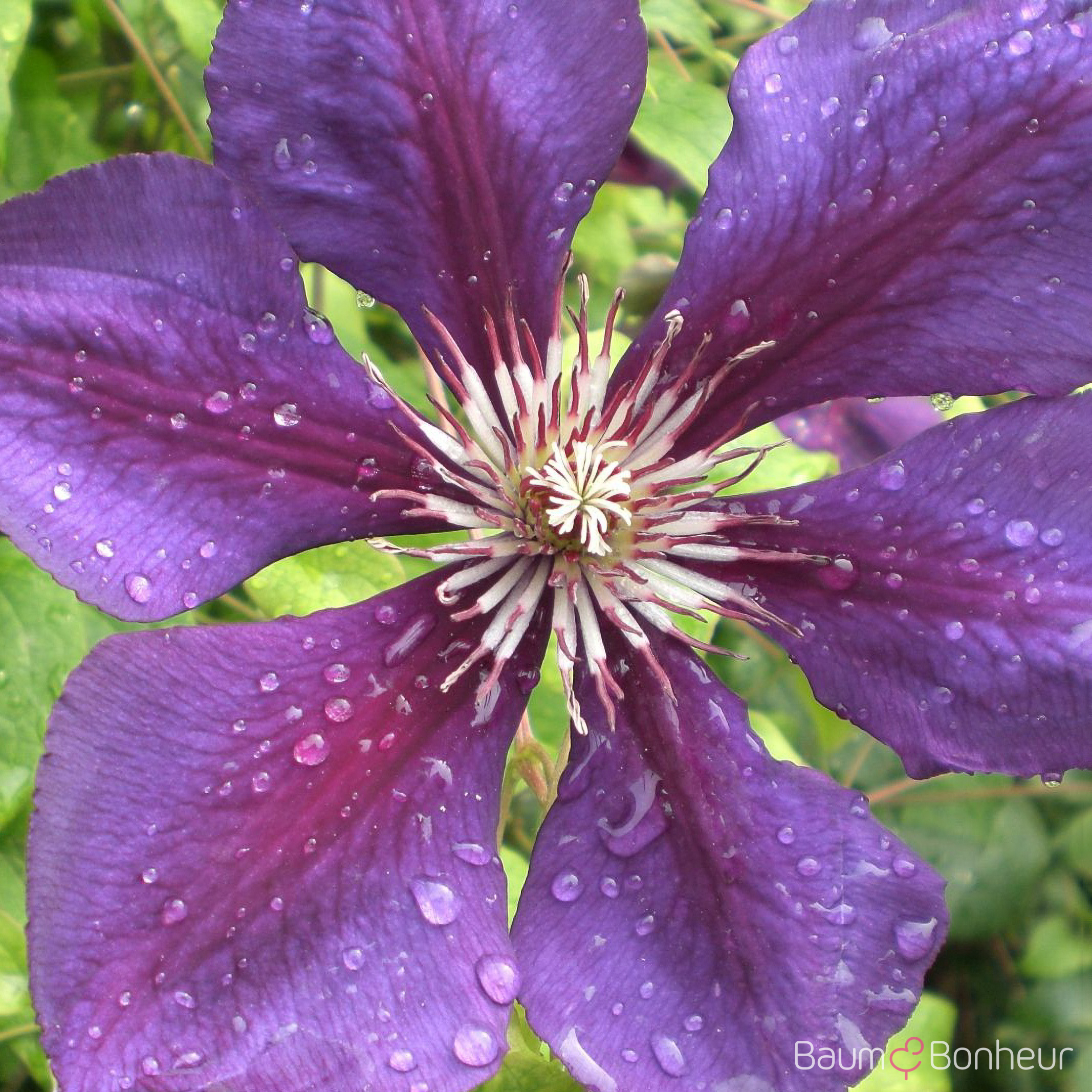Clematis 'Gipsy Queen'