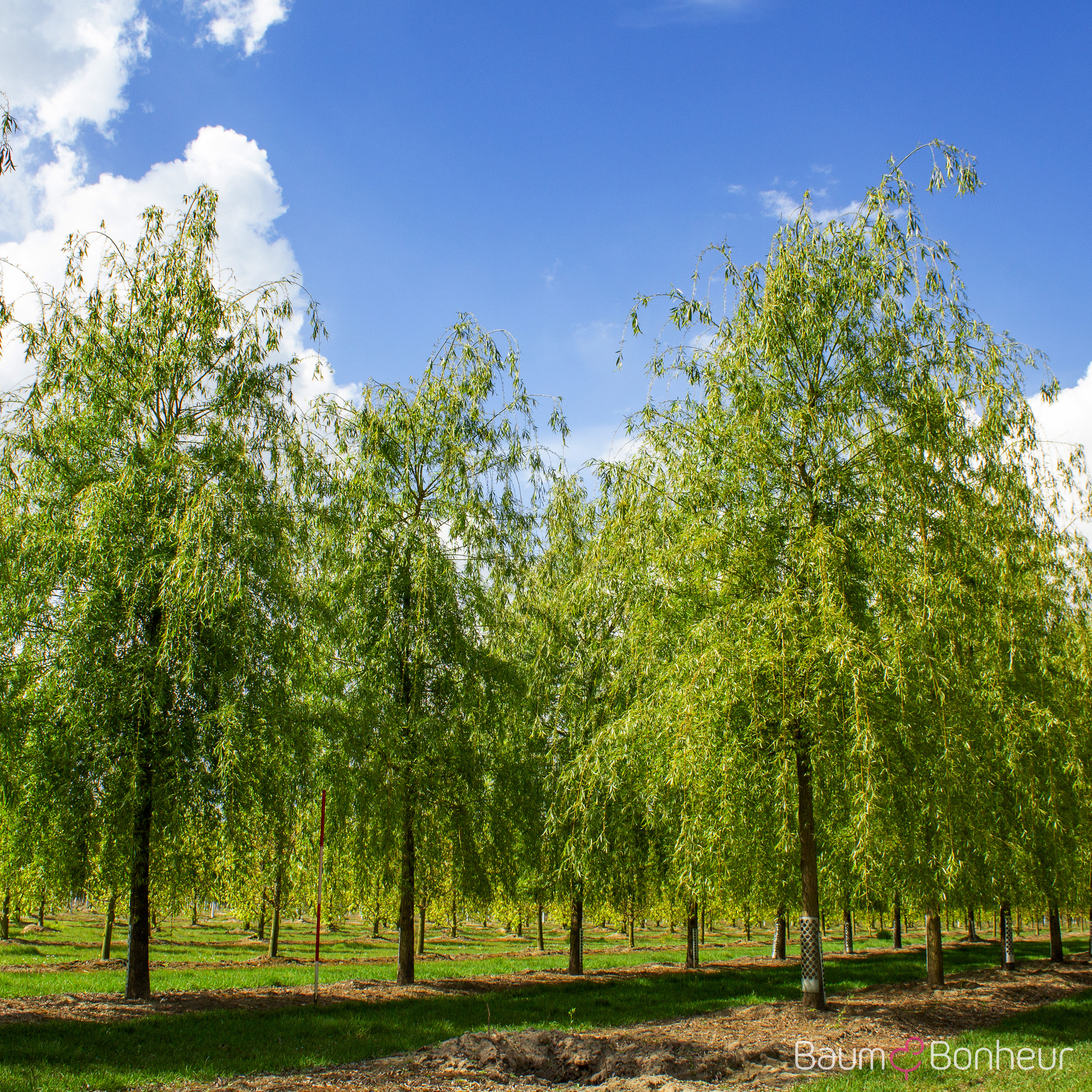 Salix alba 'Tristis'