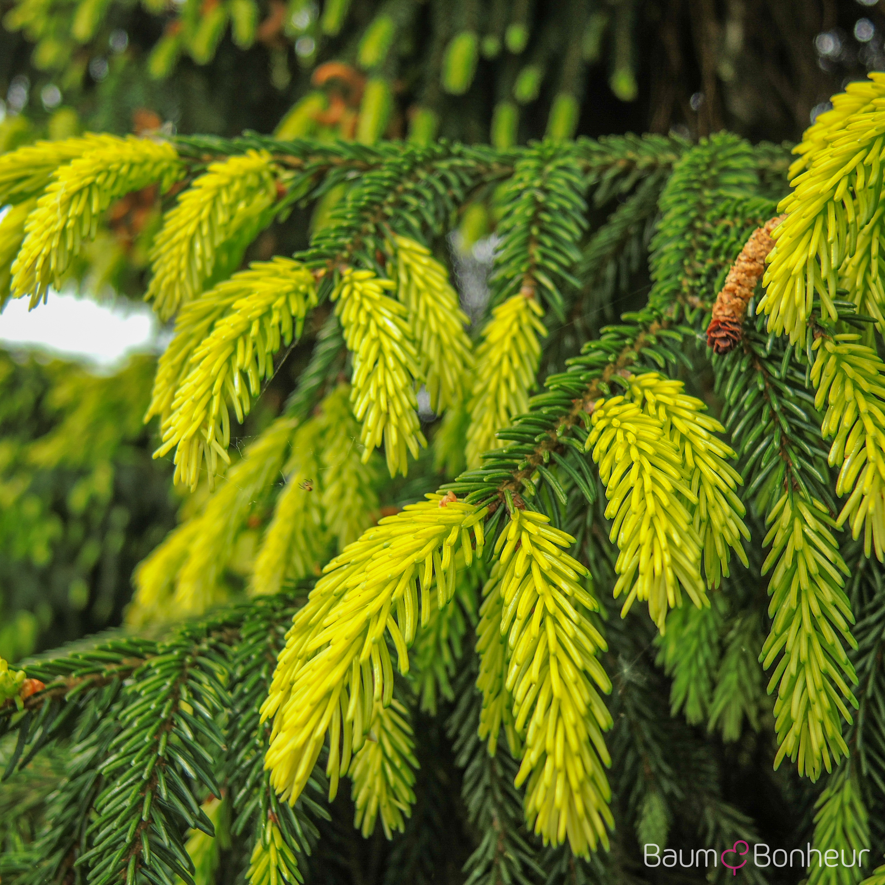Picea orientalis 'Aureospicata'