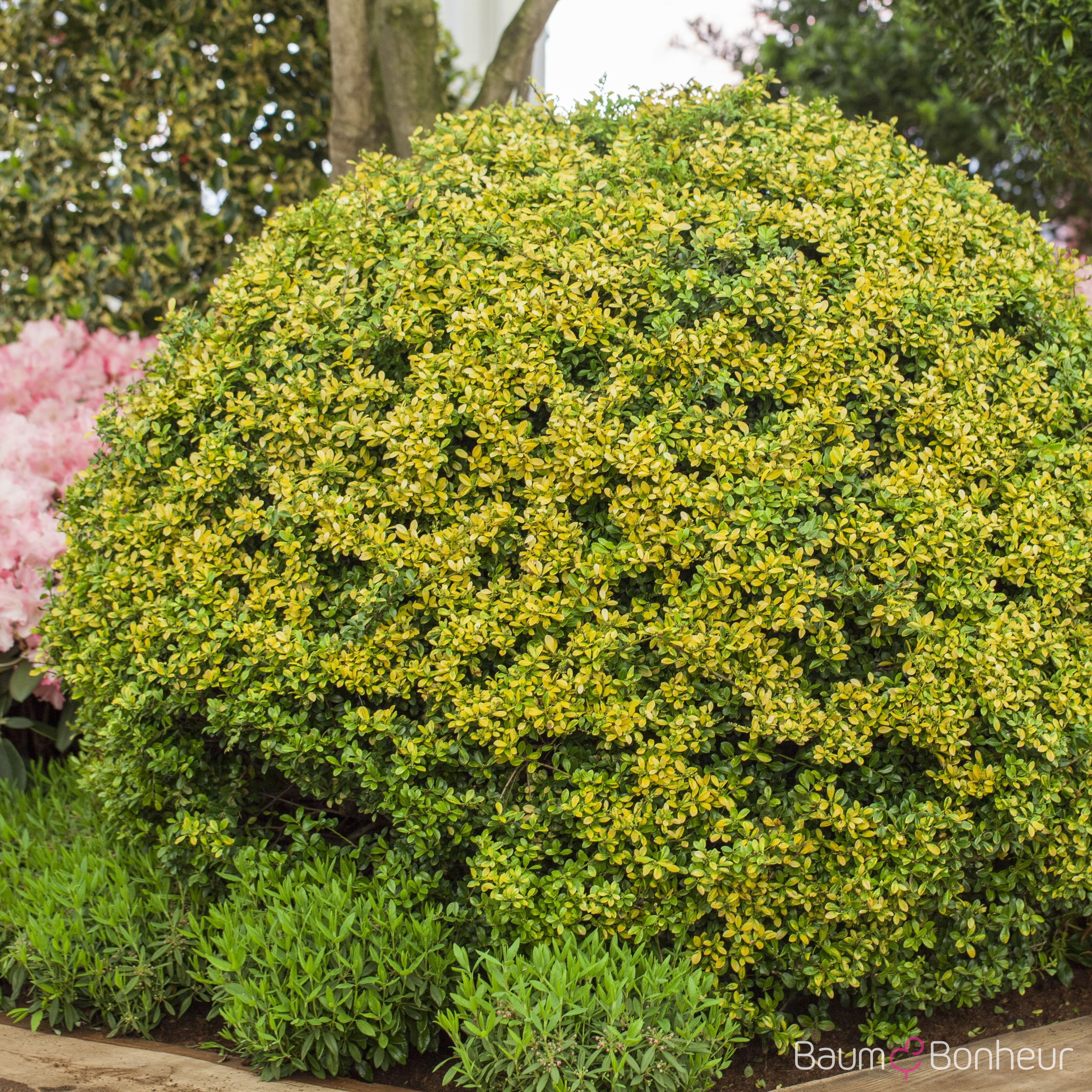 Ilex crenata 'Golden Gem'