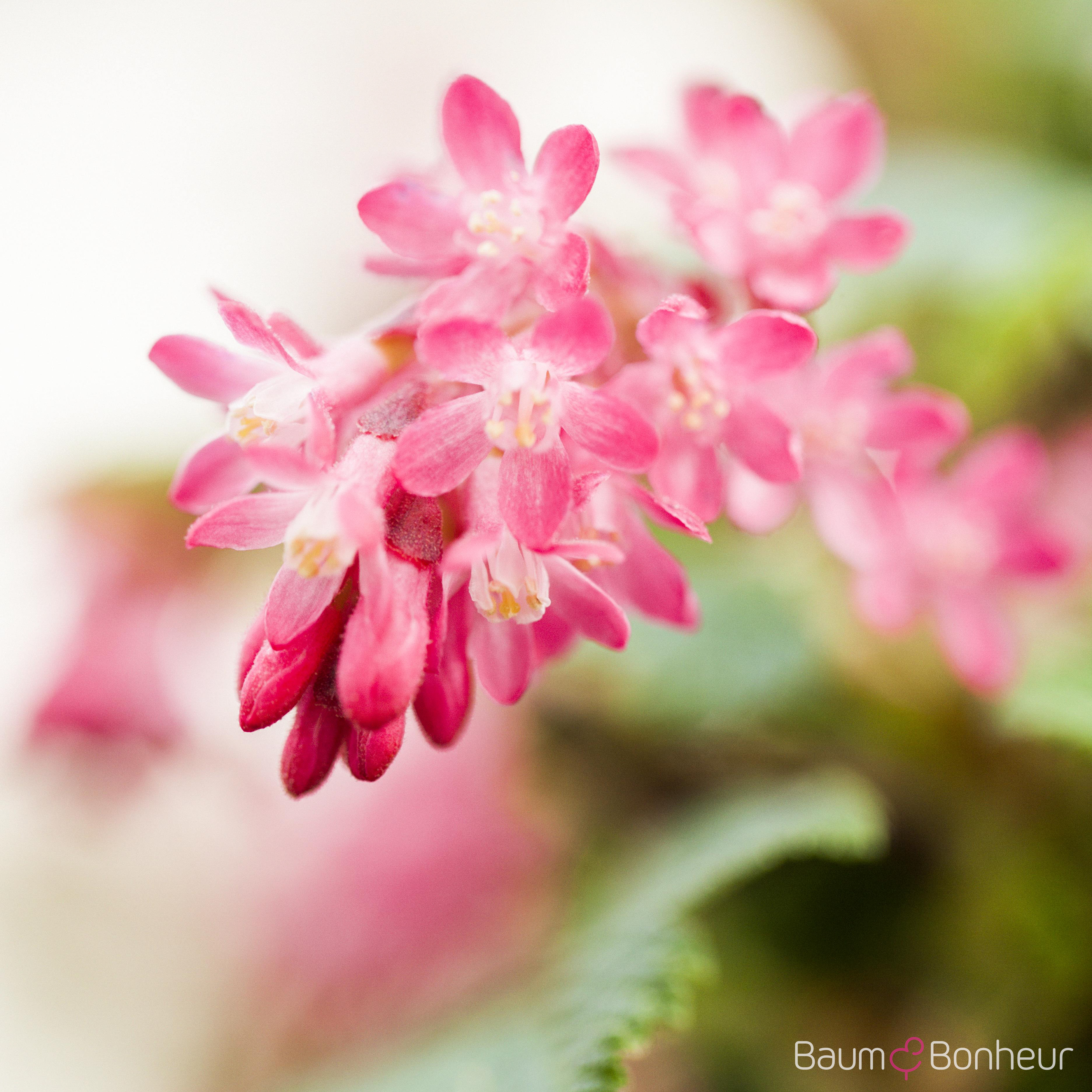Ribes sanguineum 'King Edward VII'