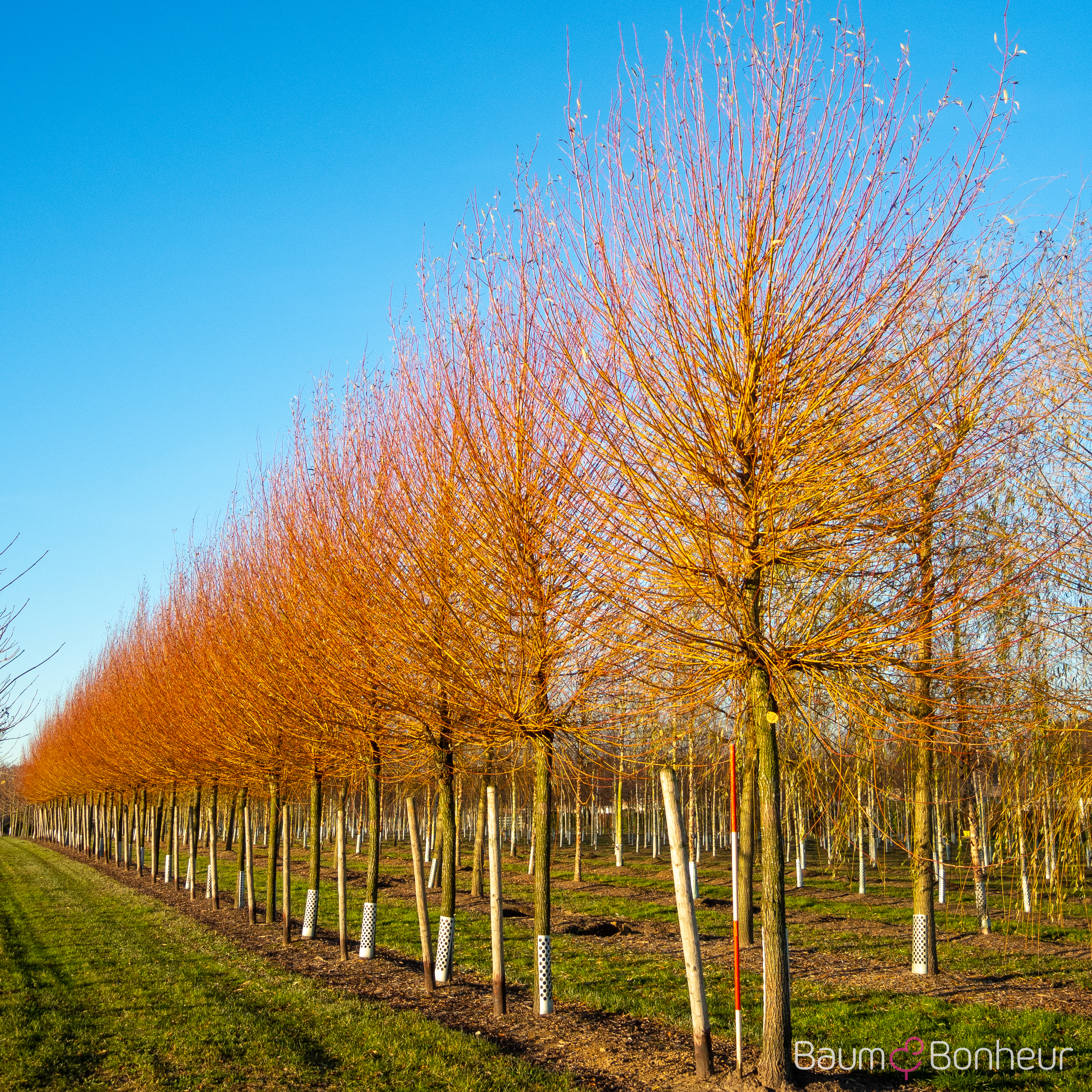 Salix alba 'Chermesina'