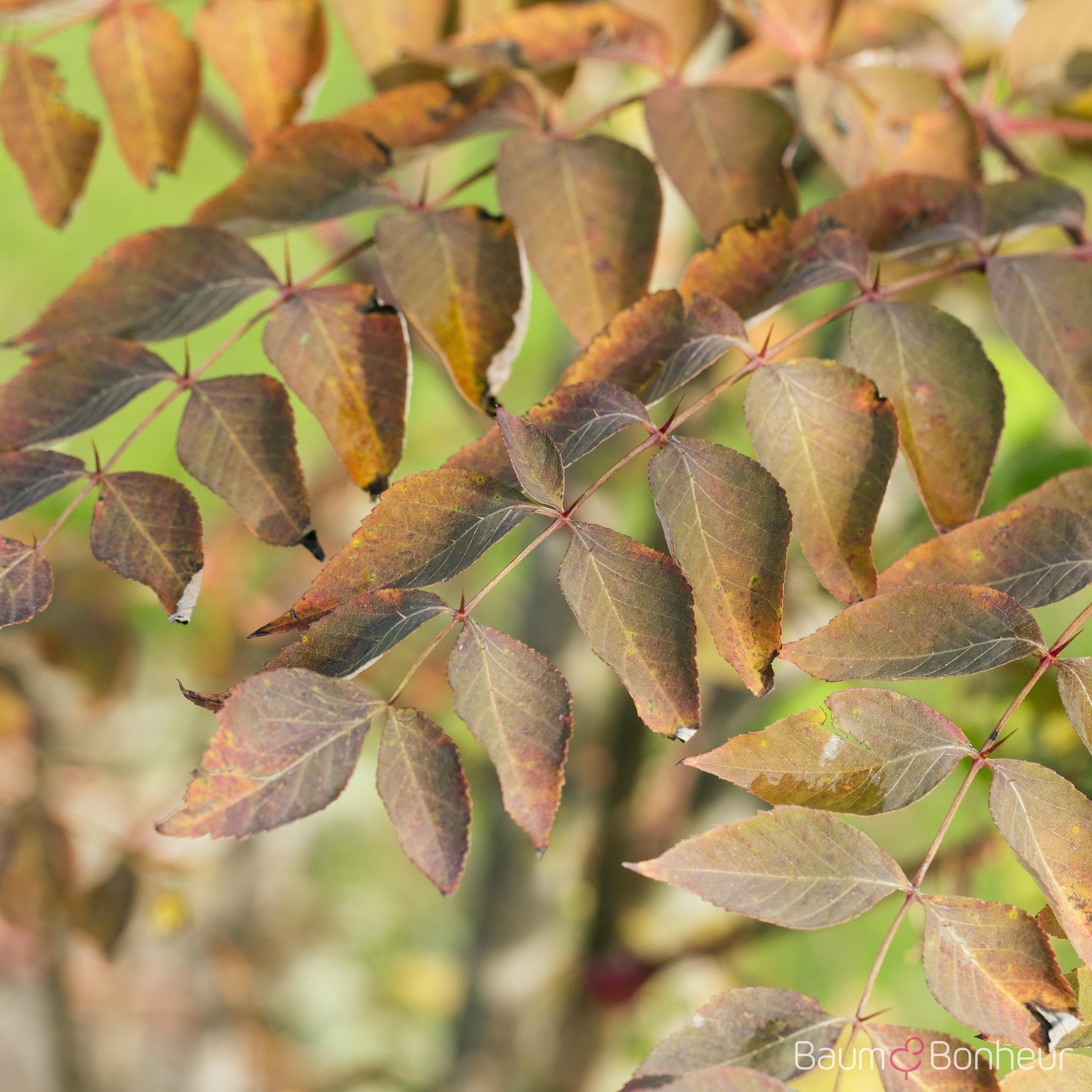 Aralia elata