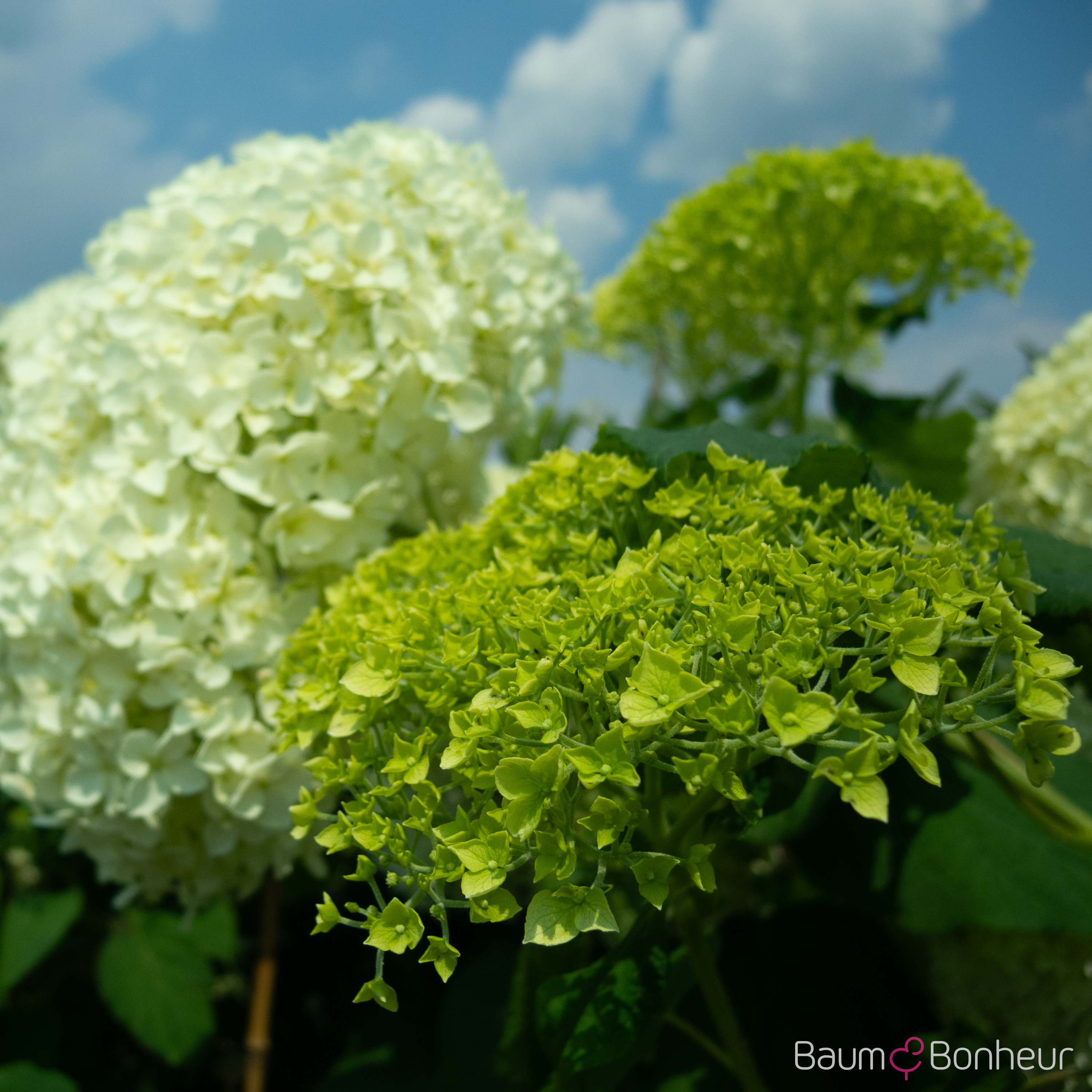 Hydrangea arborescens 'Grandiflora'