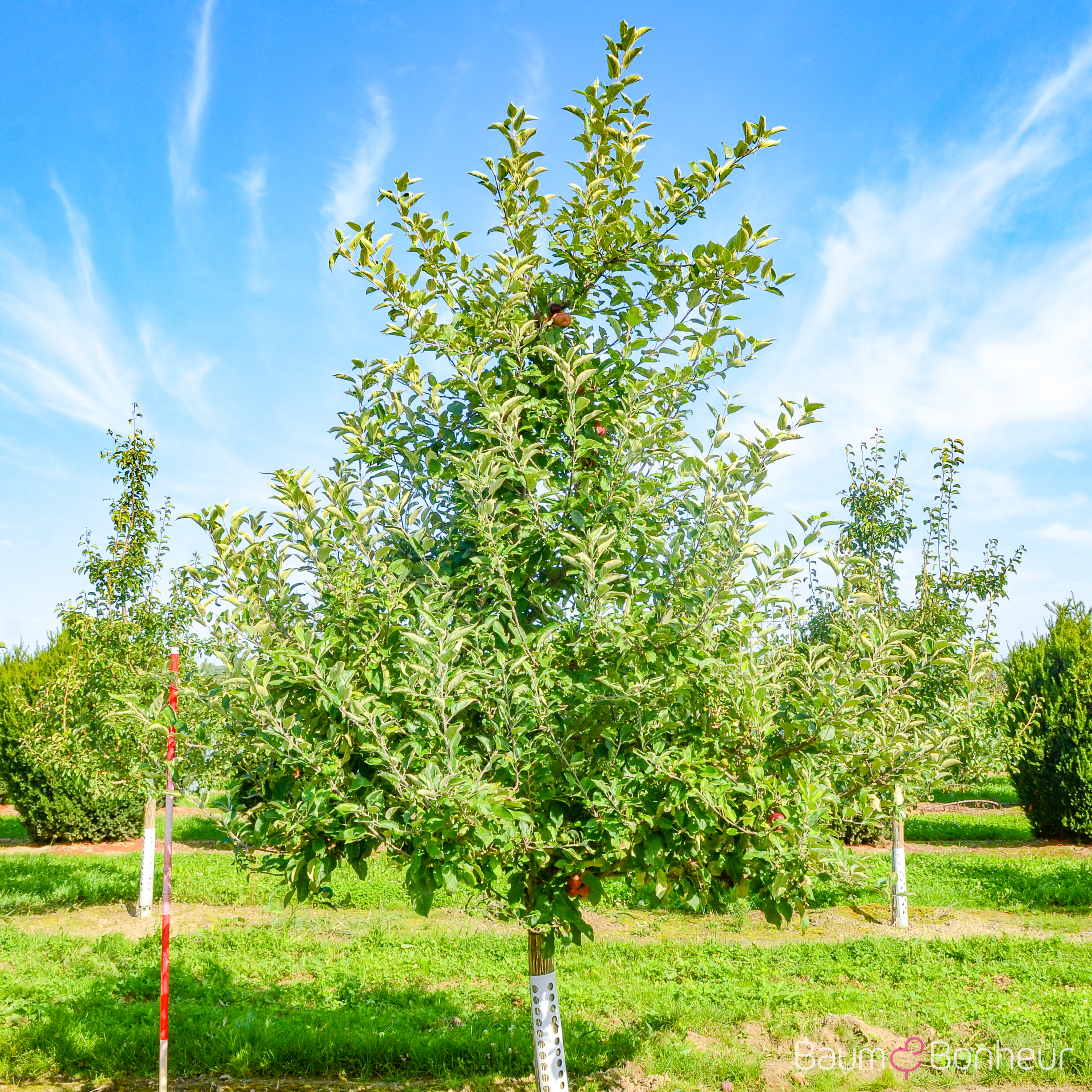 Malus 'Ingrid Marie'