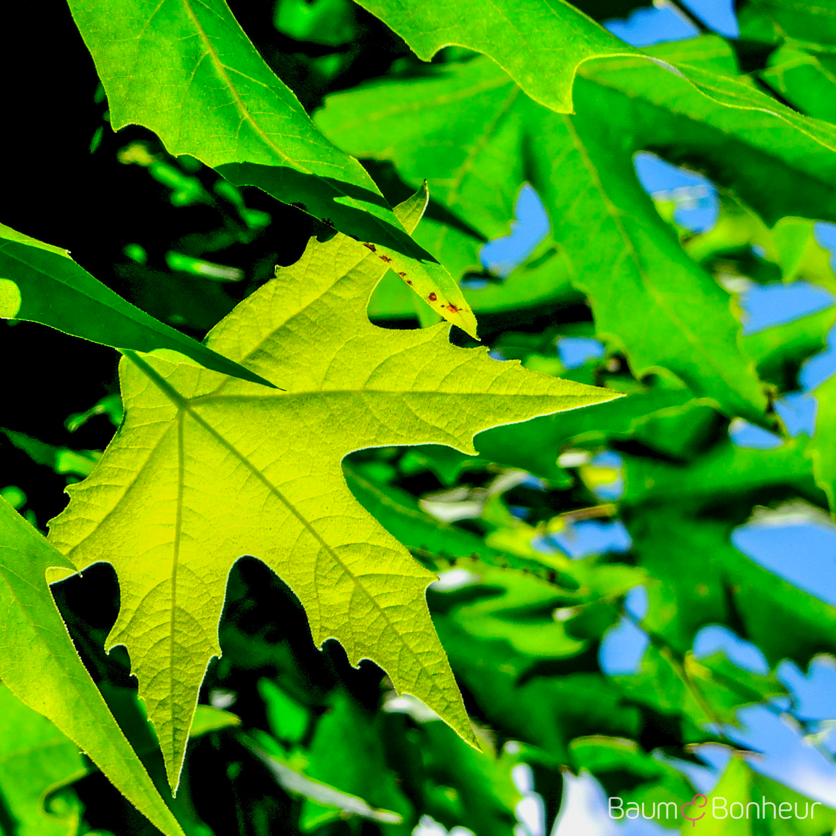 Platanus orientalis 'Minaret'