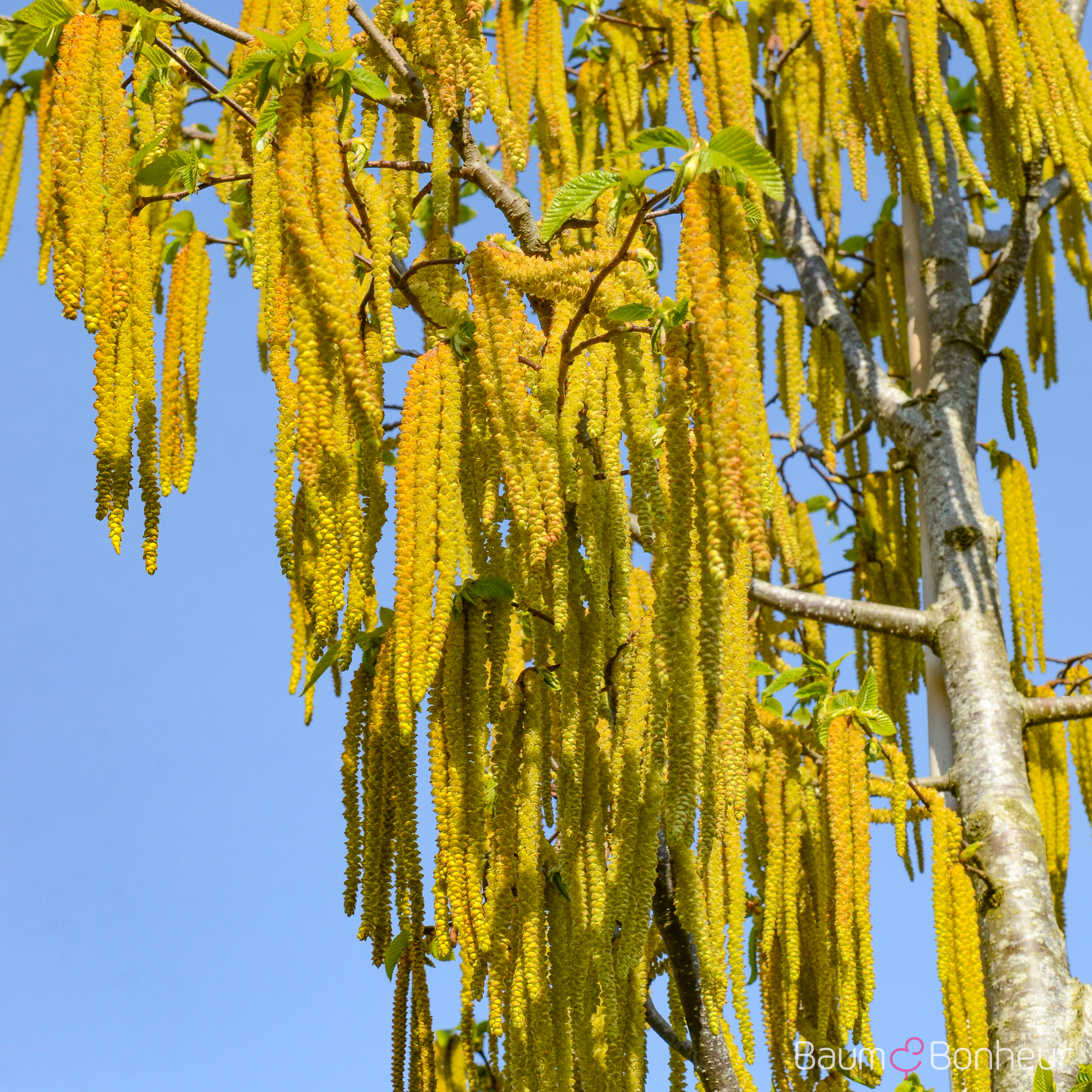 Ostrya carpinifolia