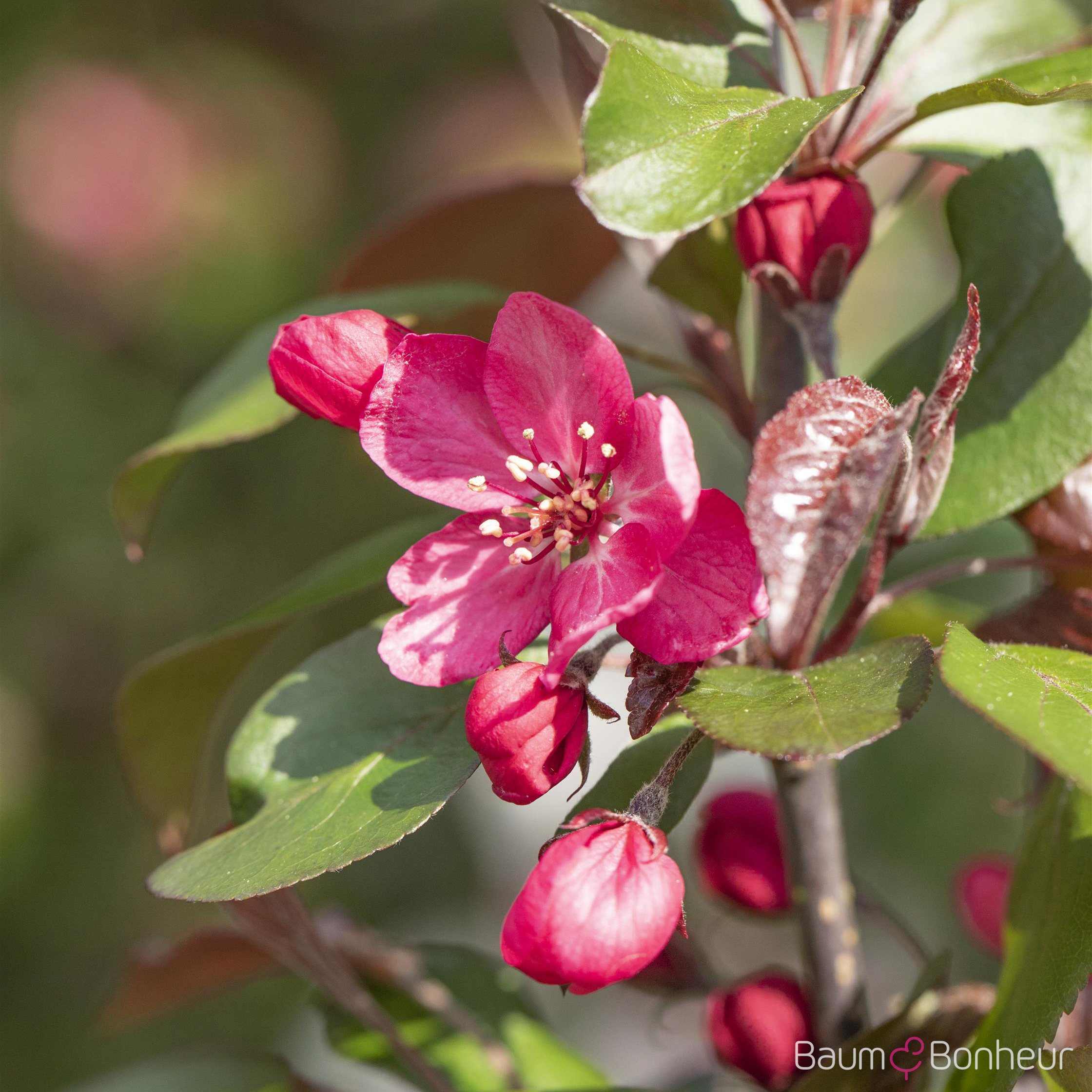 Malus 'Royal Beauty'