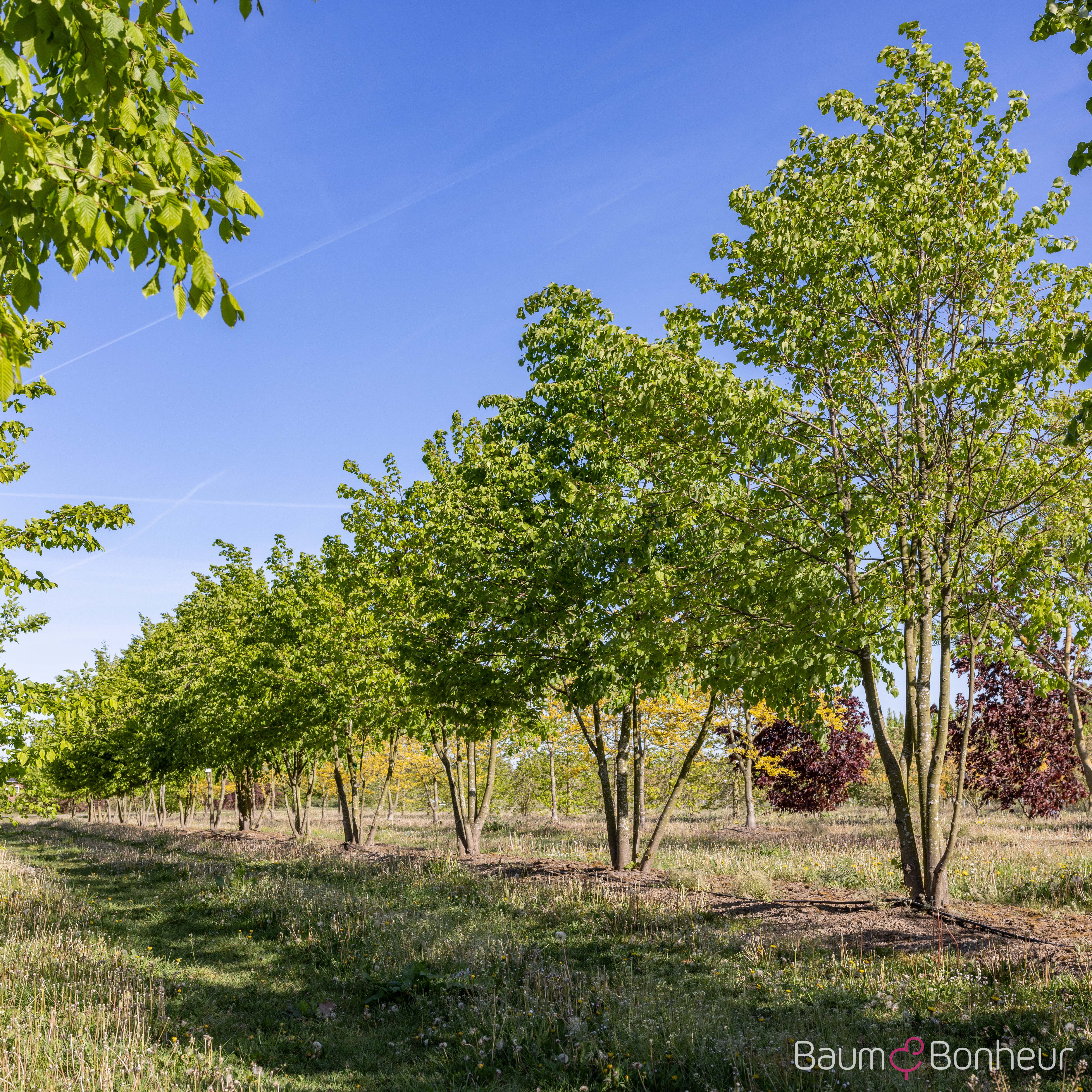 Tilia cordata
