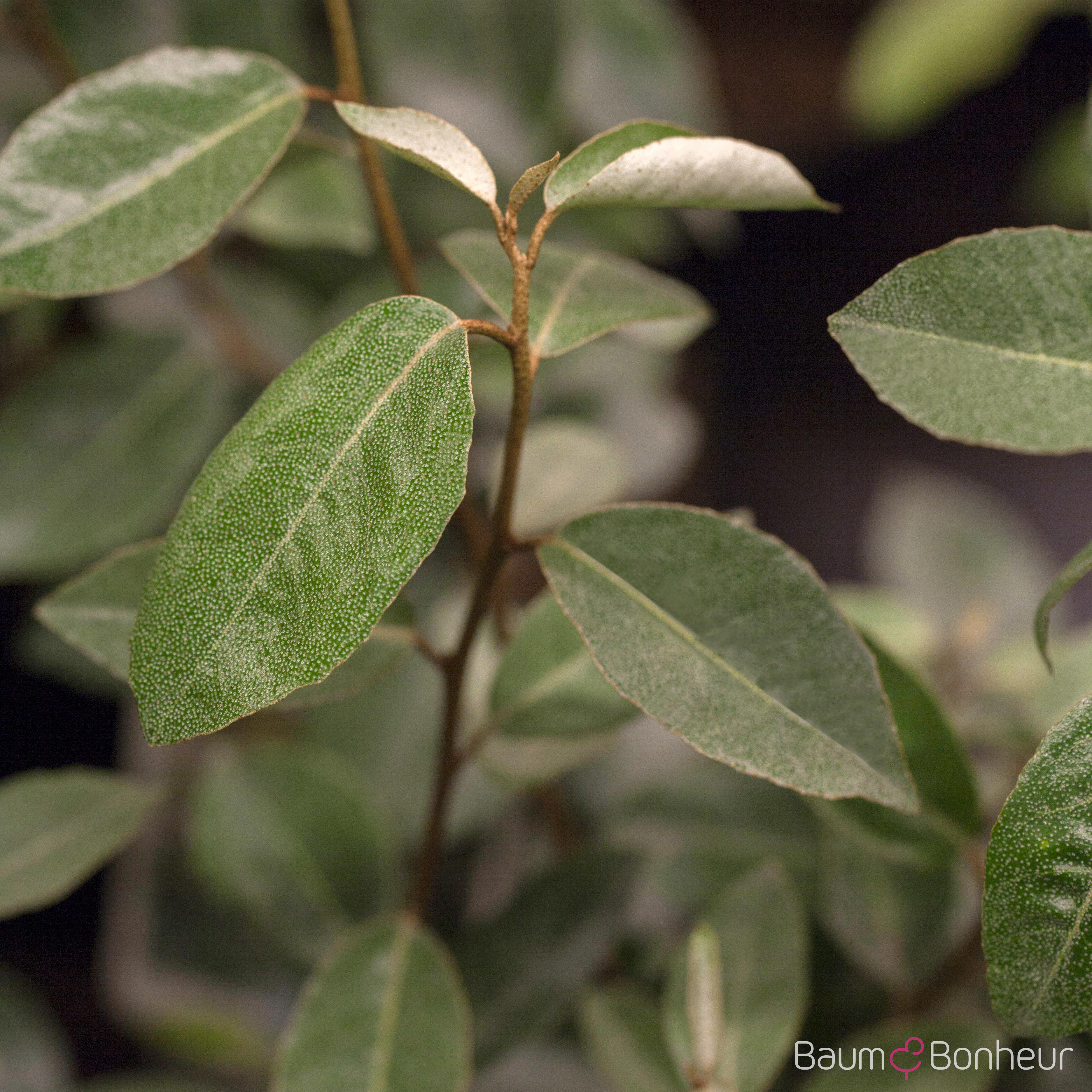 Elaeagnus ebbingei