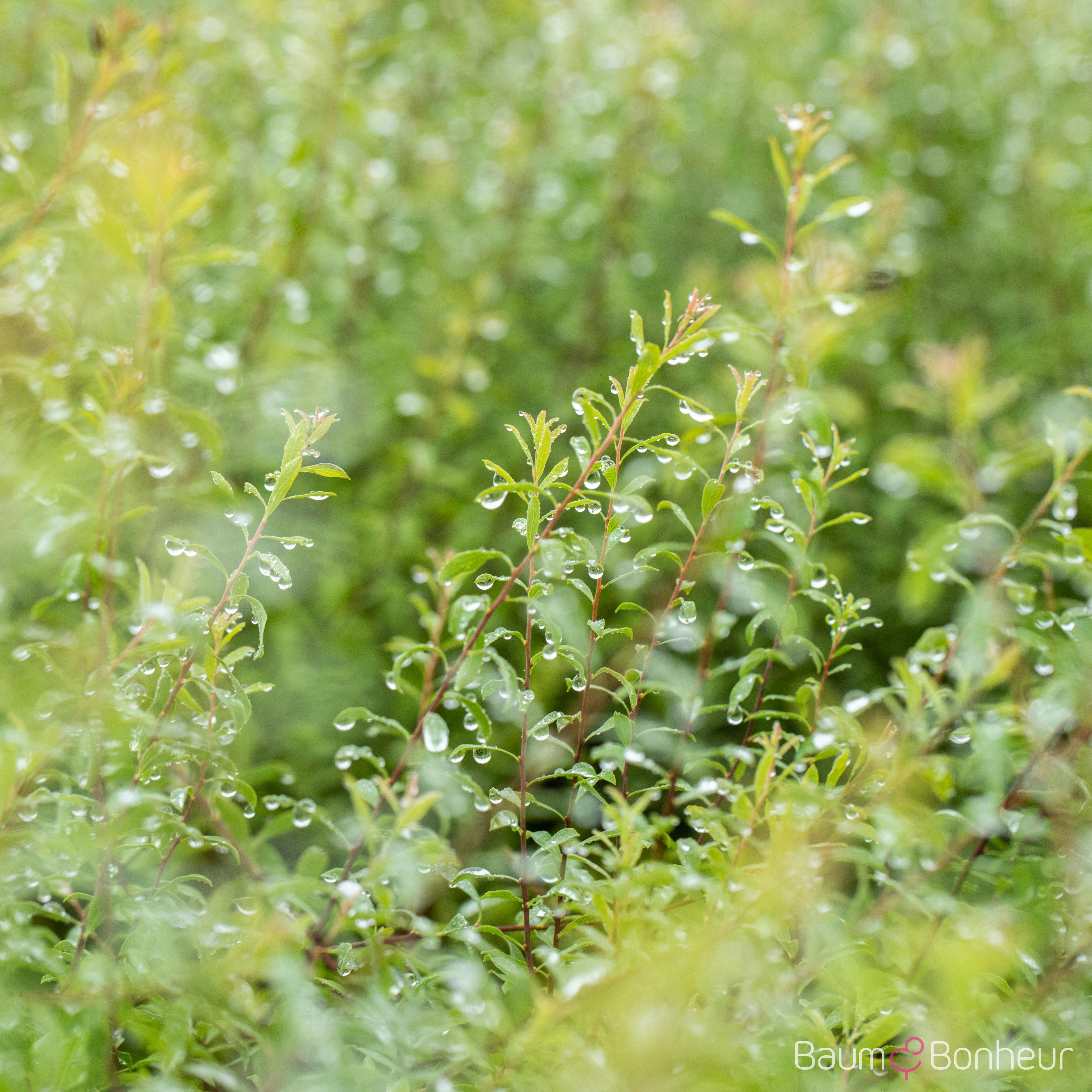 Spiraea x arguta