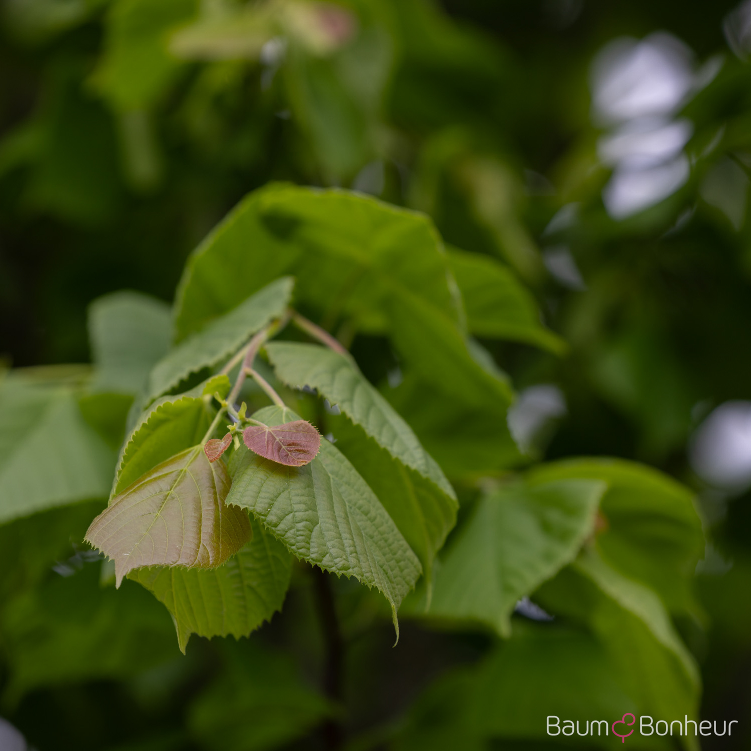 Tilia platyphyllos 'Rubra'