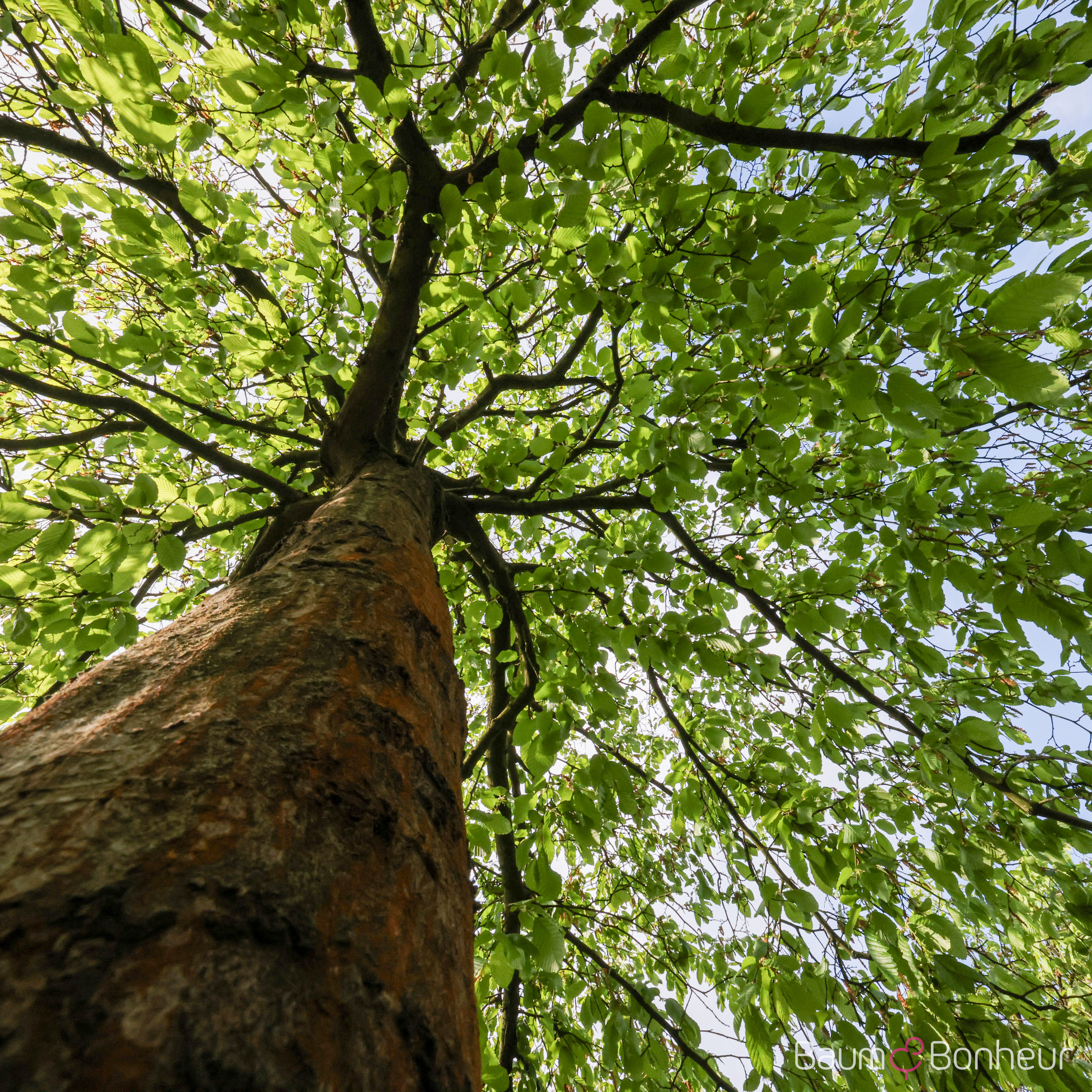 Carpinus betulus 'Pendula'