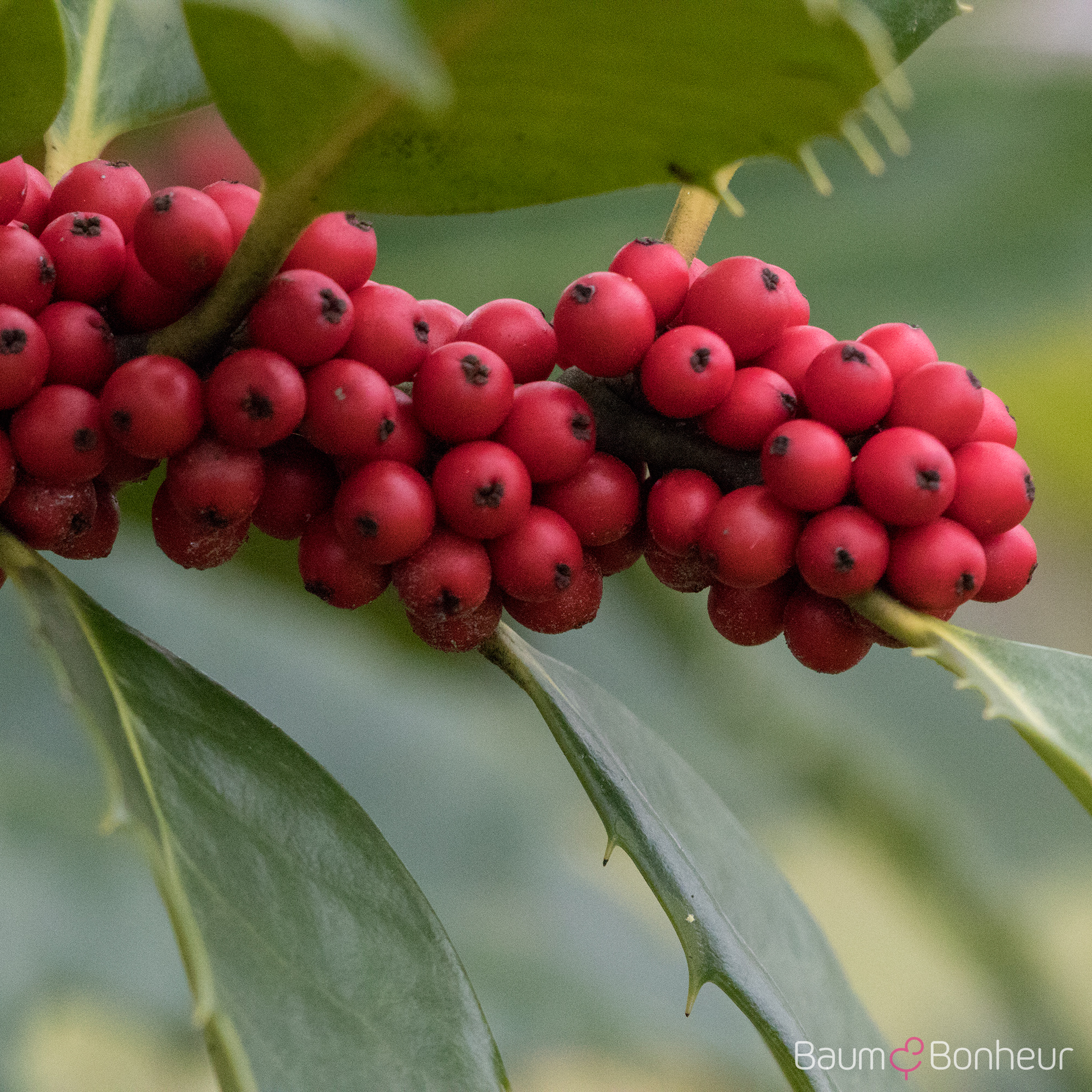 Ilex castaneifolia