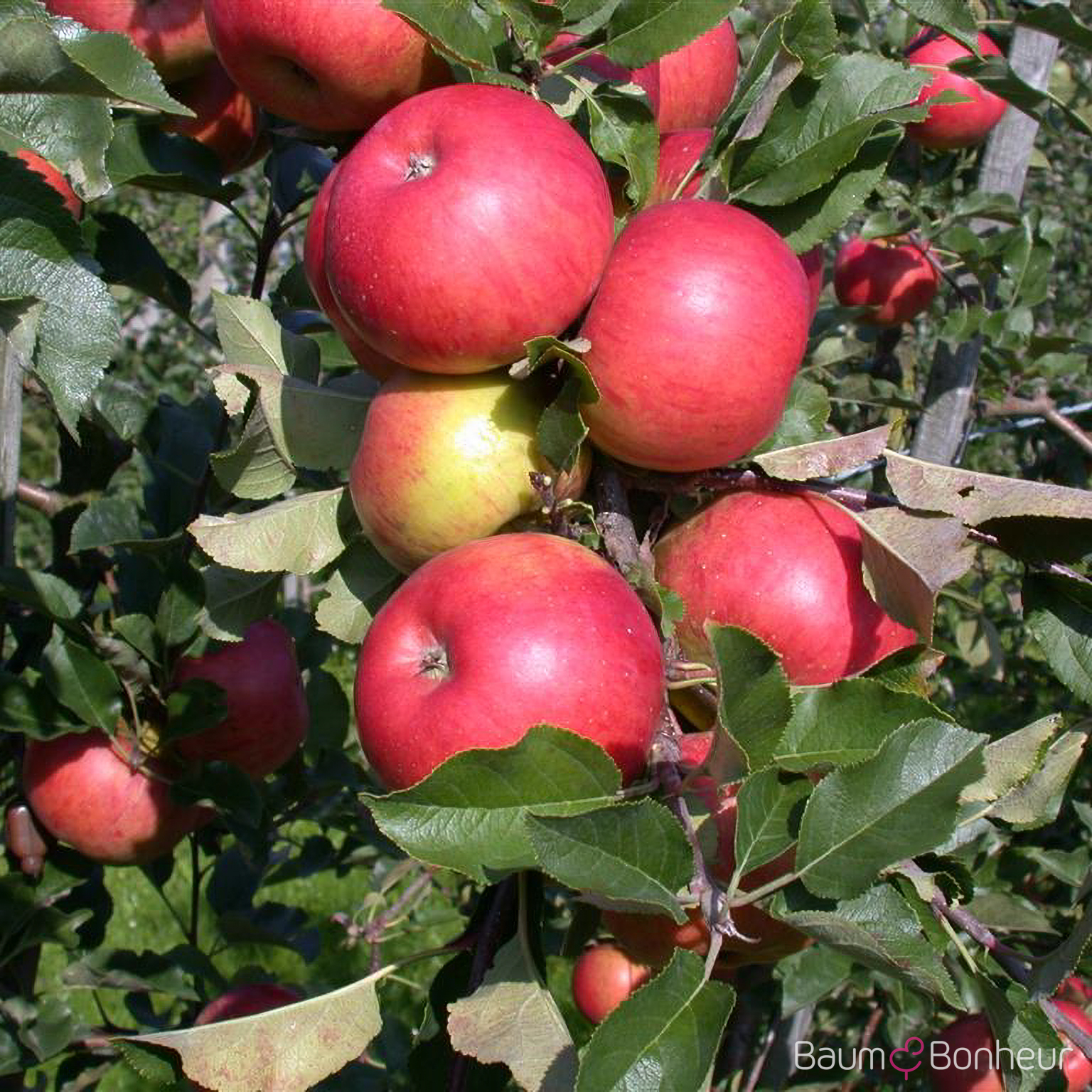 Malus 'Topaz'