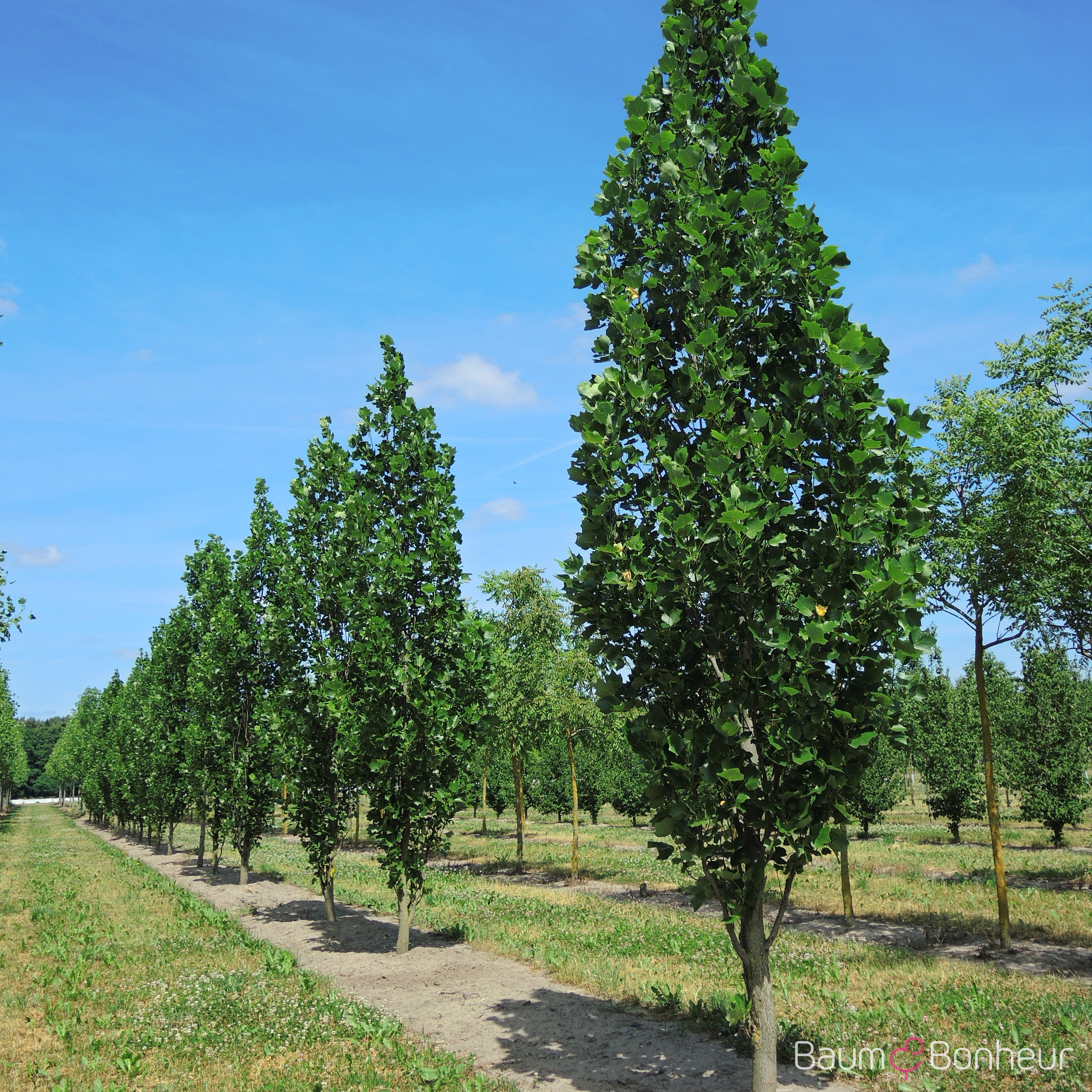 Liriodendron tulipifera 'Fastigiatum'