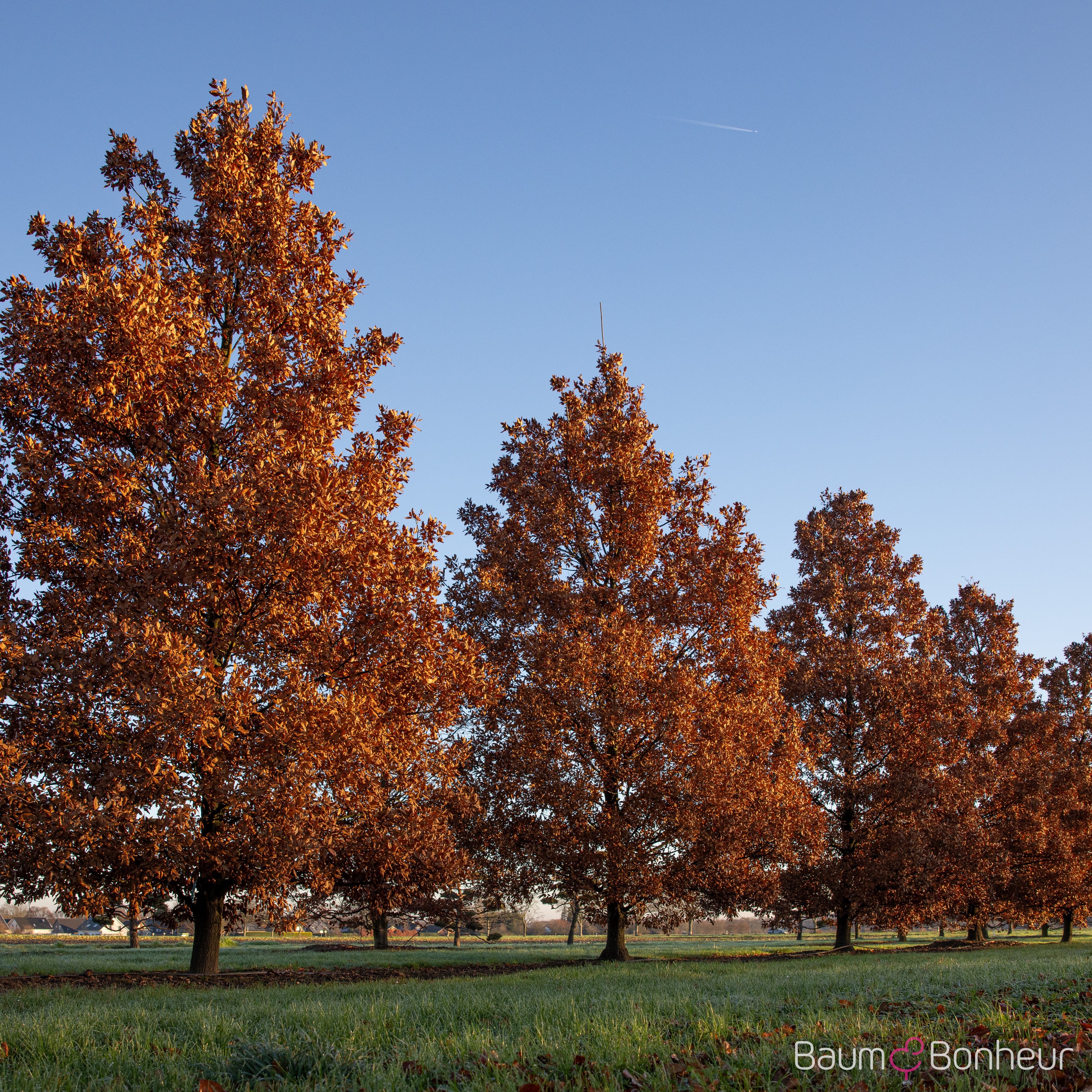 Quercus hispanica 'Wageningen'