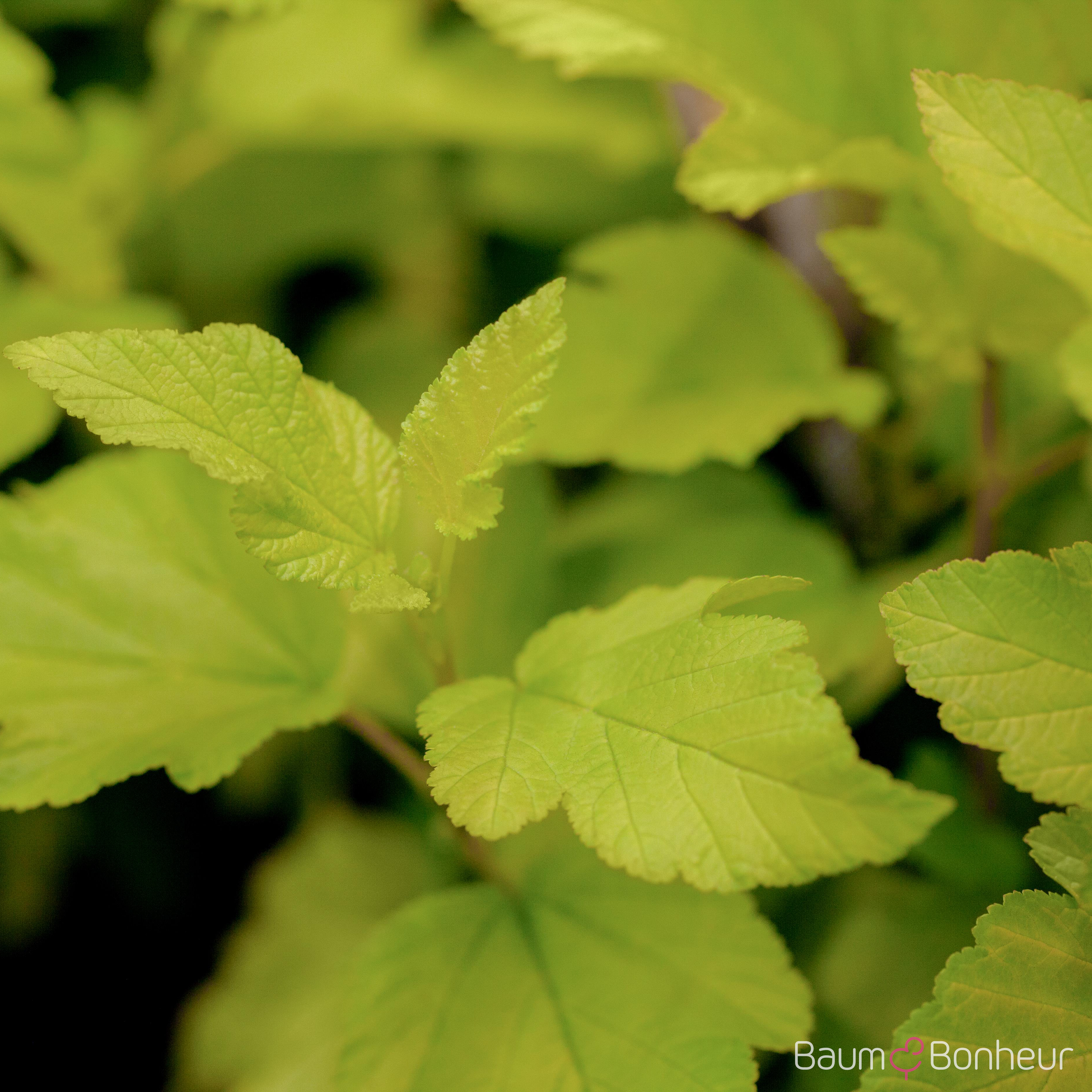 Physocarpus opulifolius 'Dart's Gold'