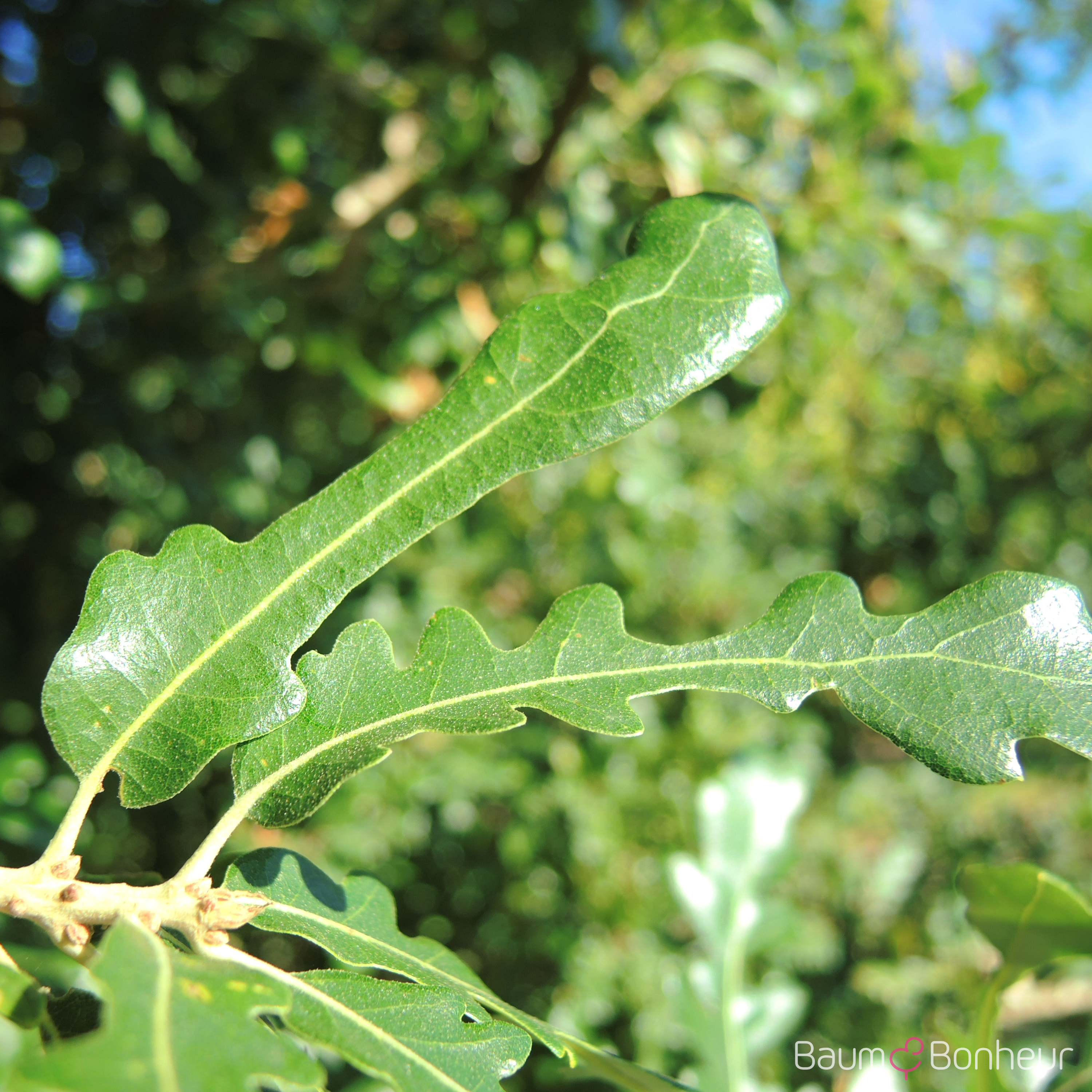 Quercus hispanica 'Diversifolia'