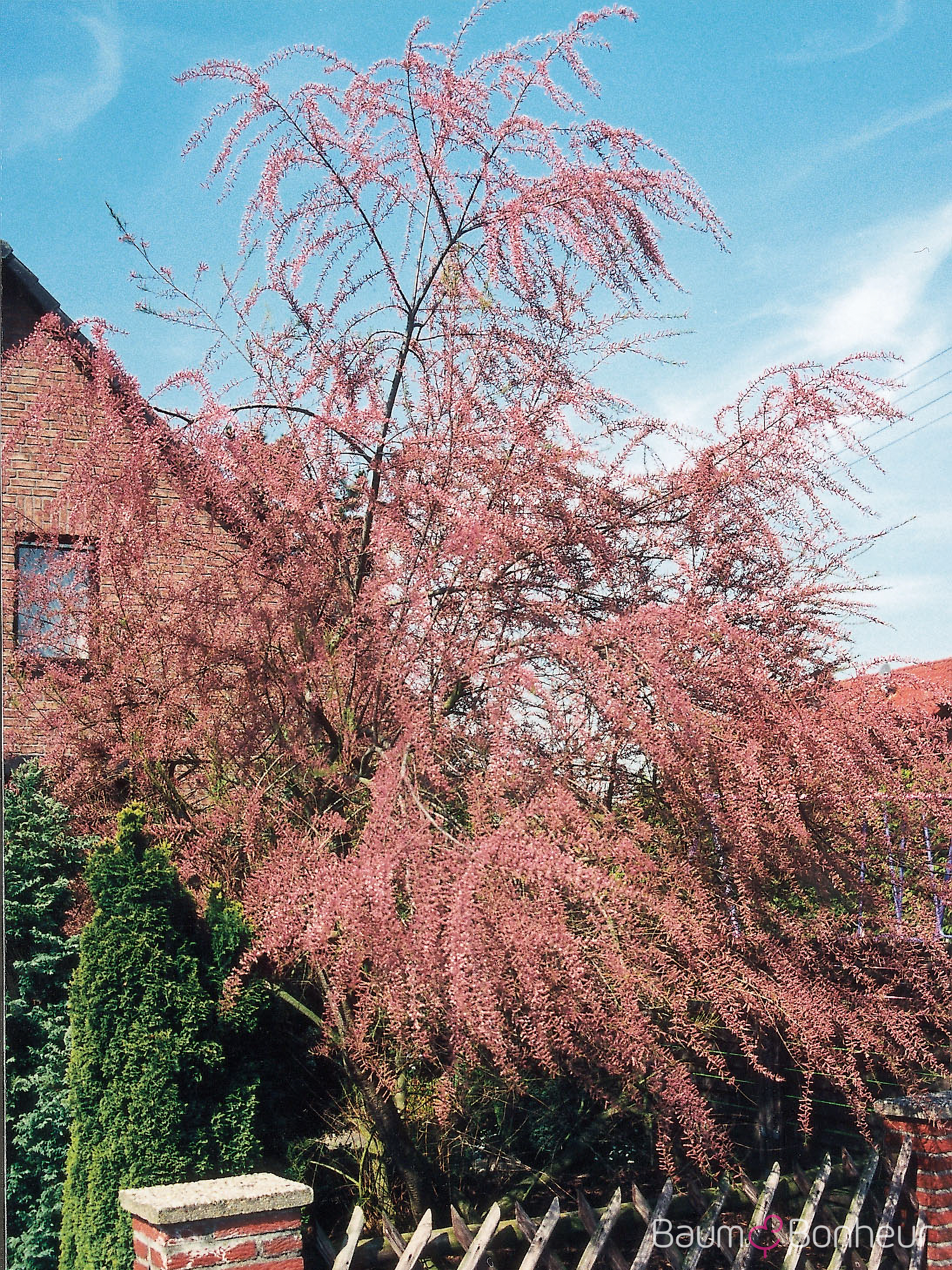 Tamarix ramosissima 'Rubra'