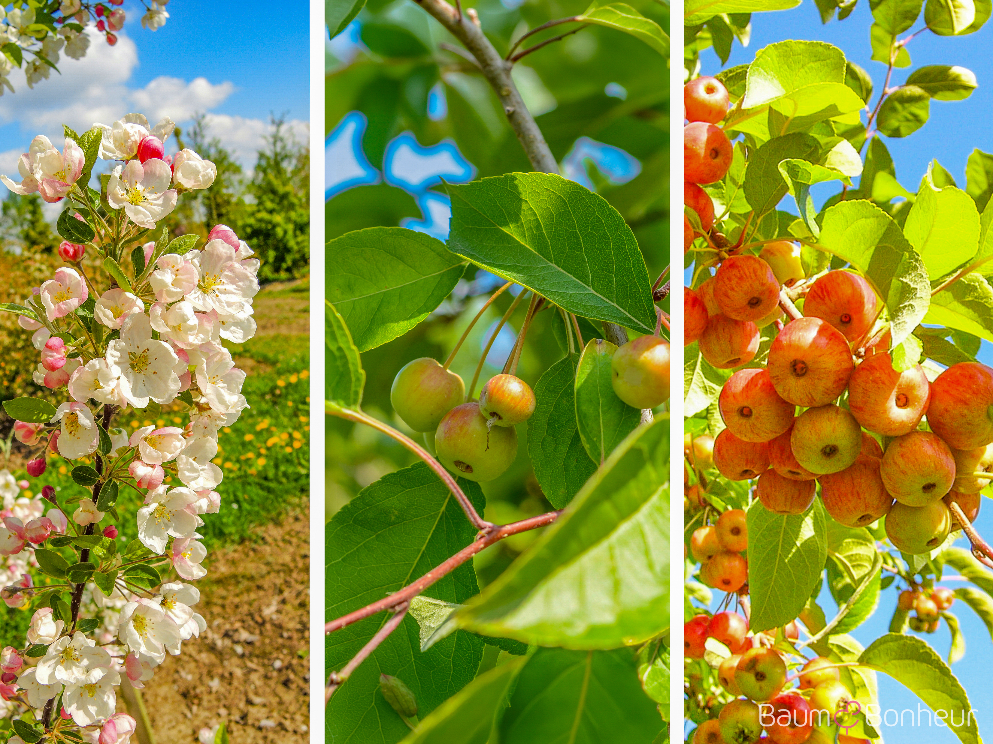 Malus 'Evereste'®