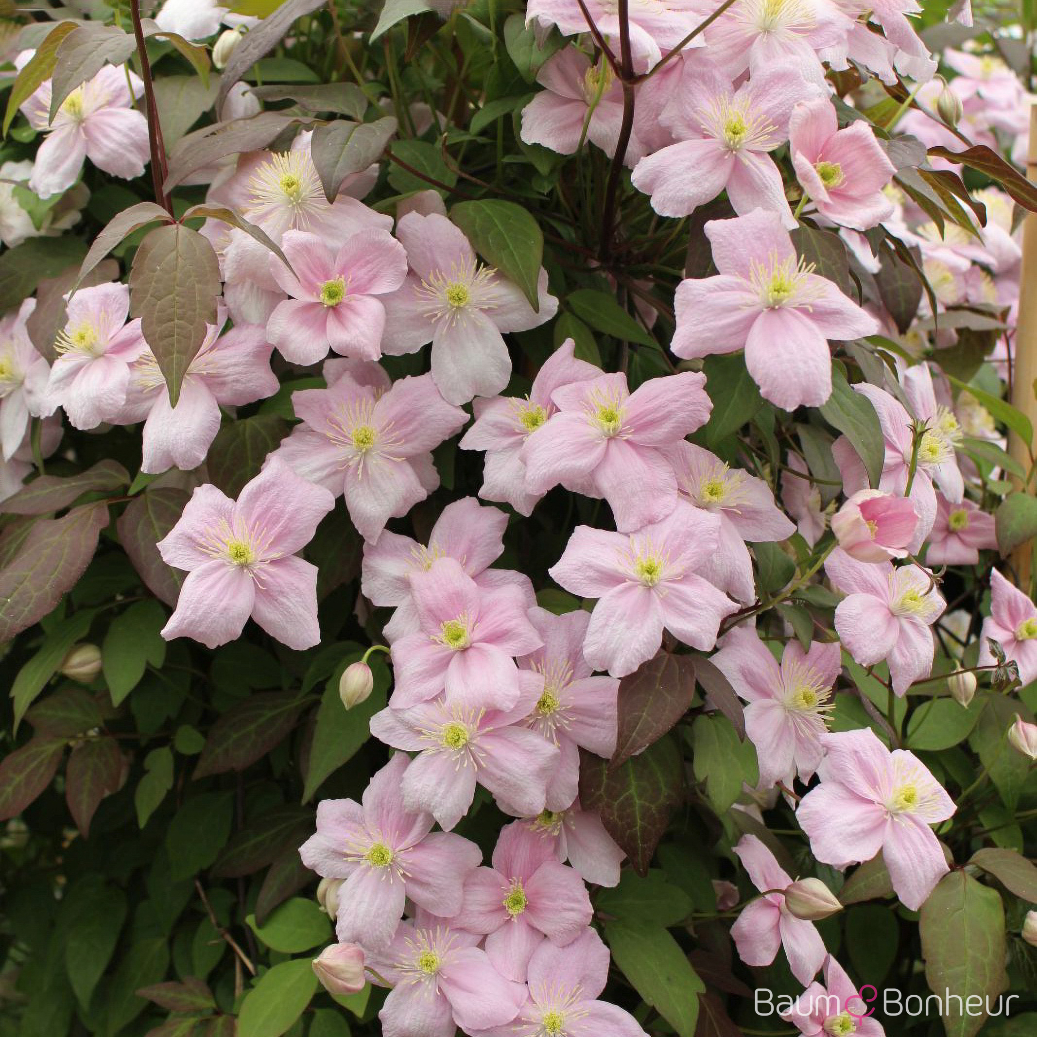 Clematis montana 'Rubens'