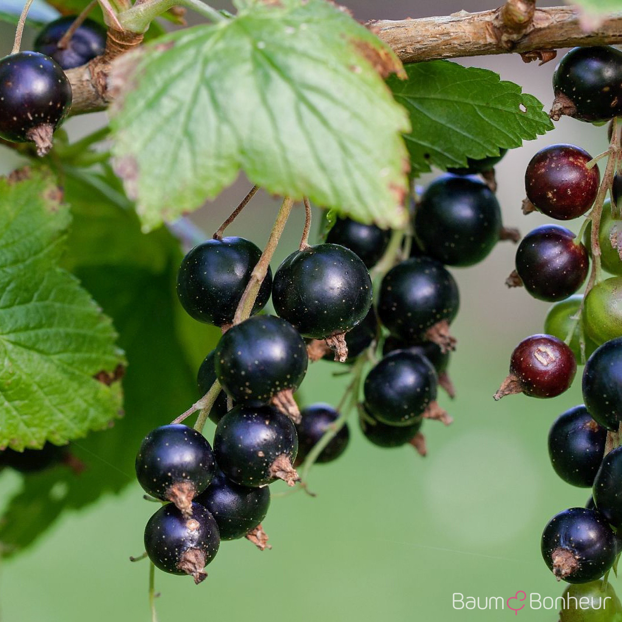 Ribes nigrum 'Silvergieters Schwarze'