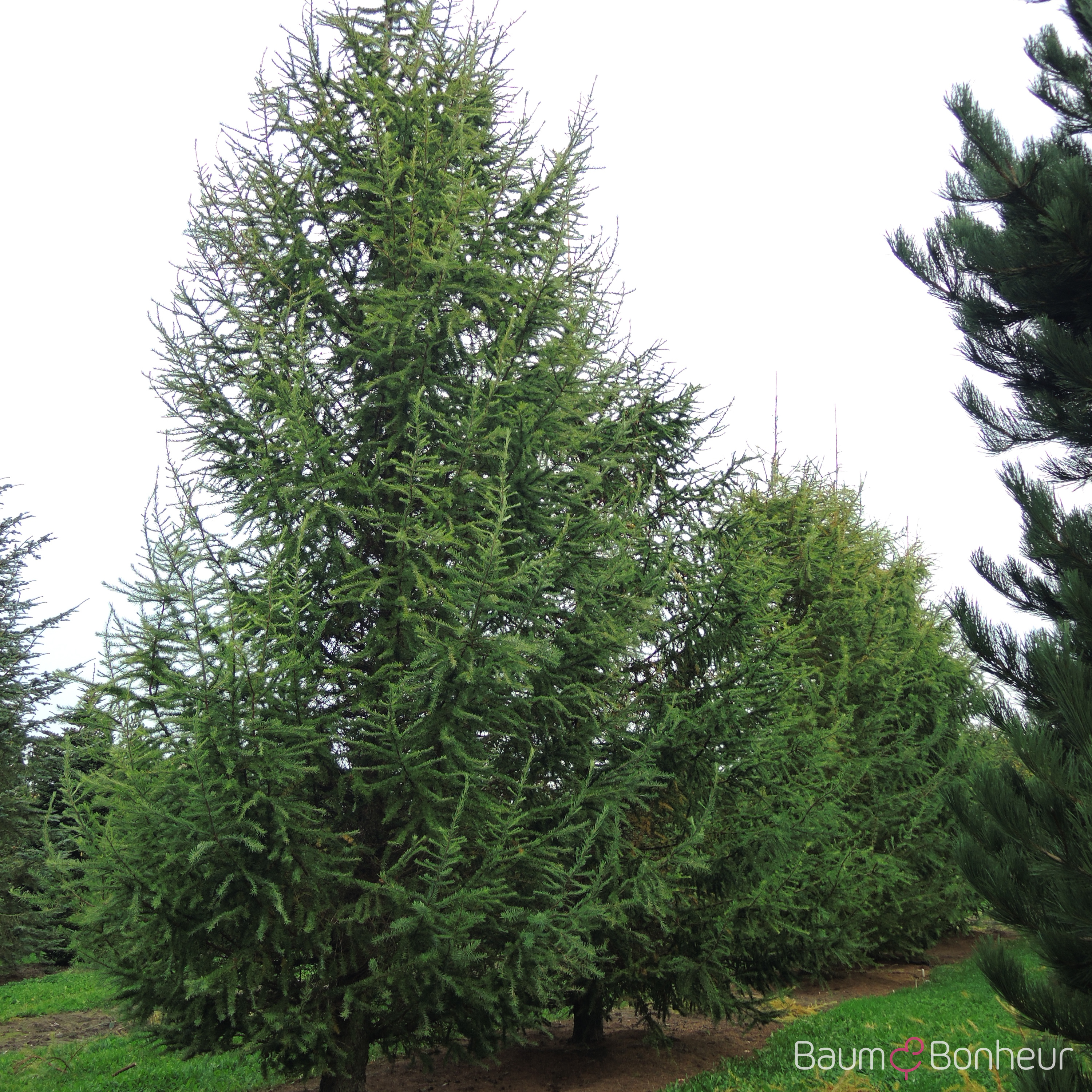 Larix kaempferi