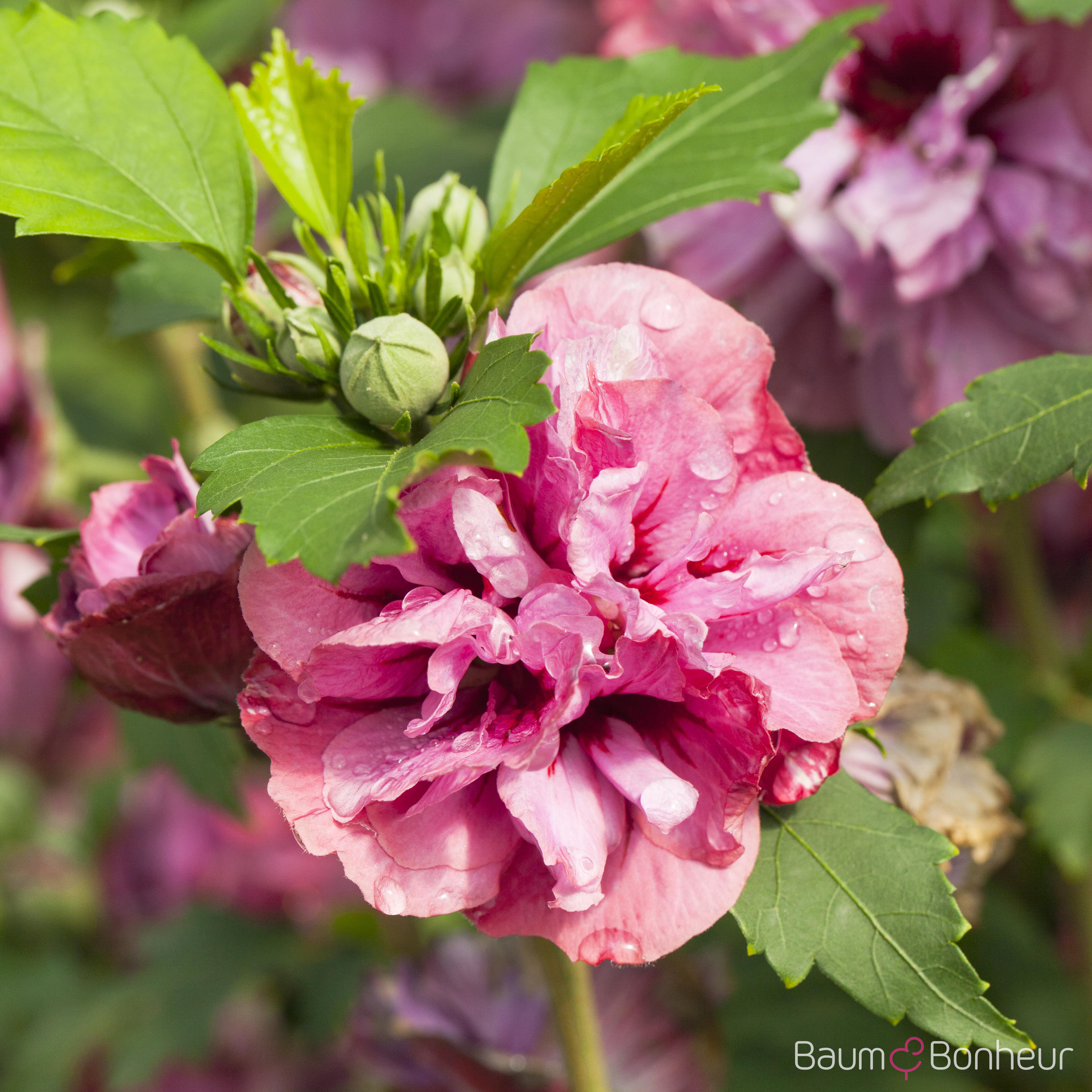 Hibiscus syriacus 'Duc de Brabant'