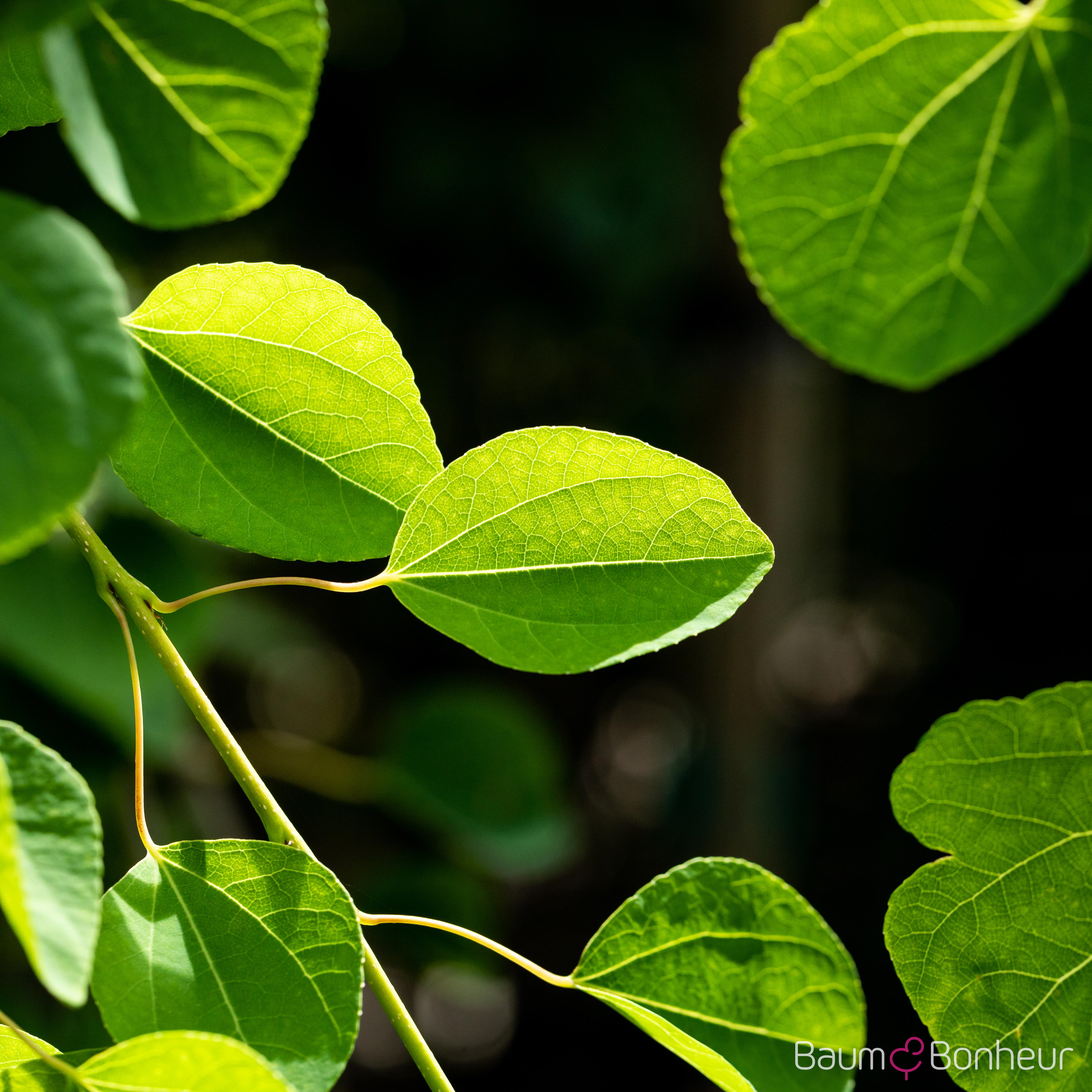 Cercidiphyllum japonicum 'Pendulum'