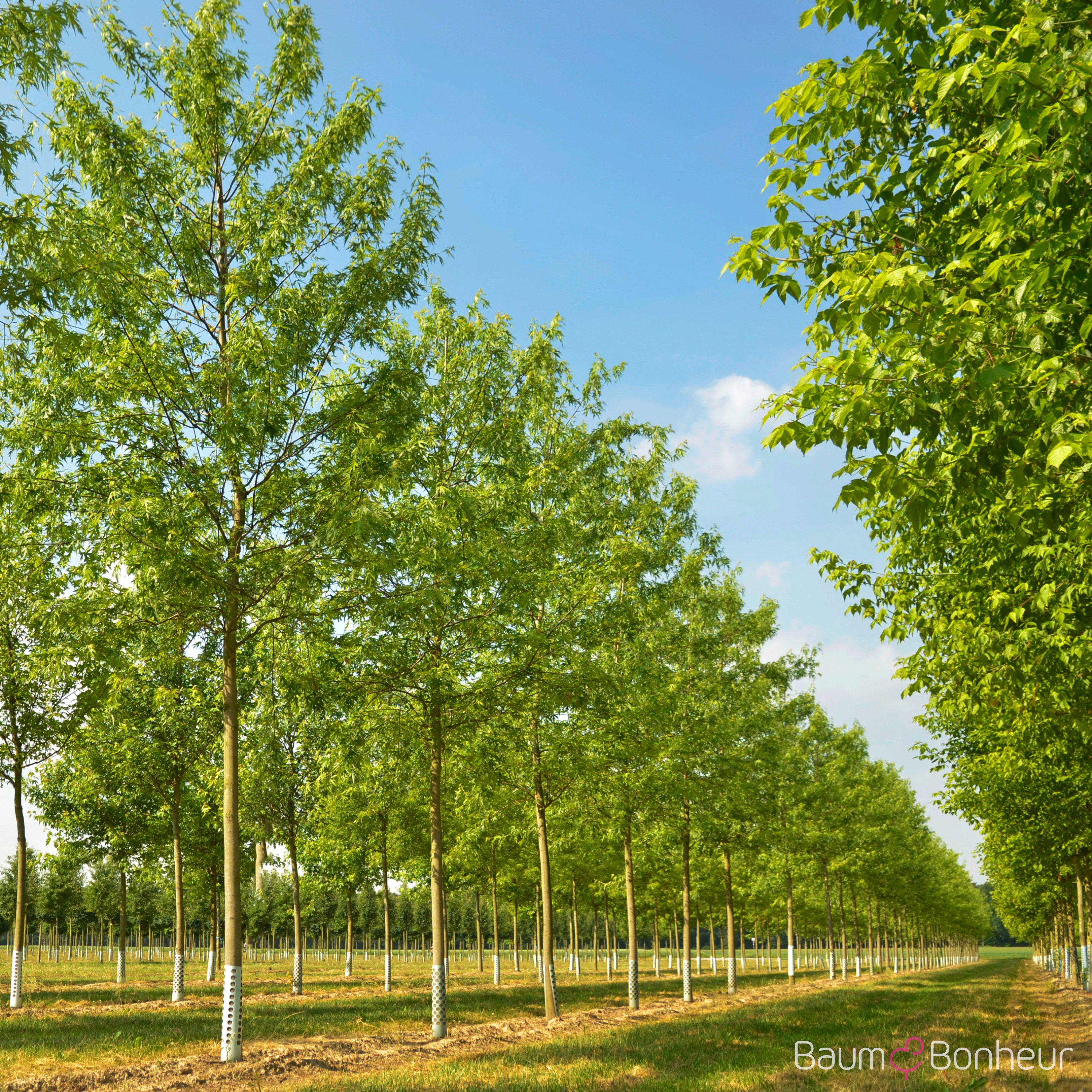 Acer saccharinum 'Born's Graciosa'
