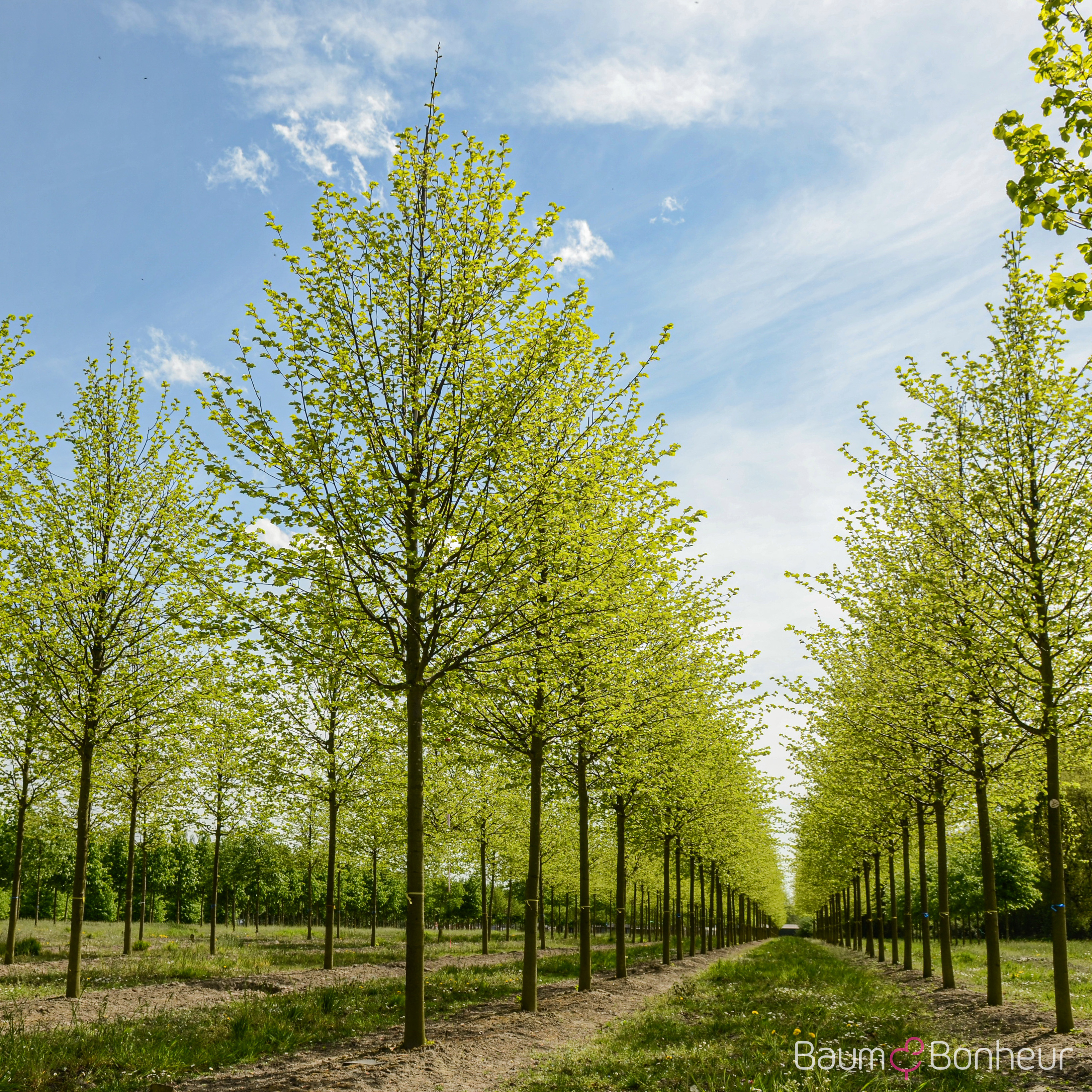 Tilia cordata 'Roelvo'