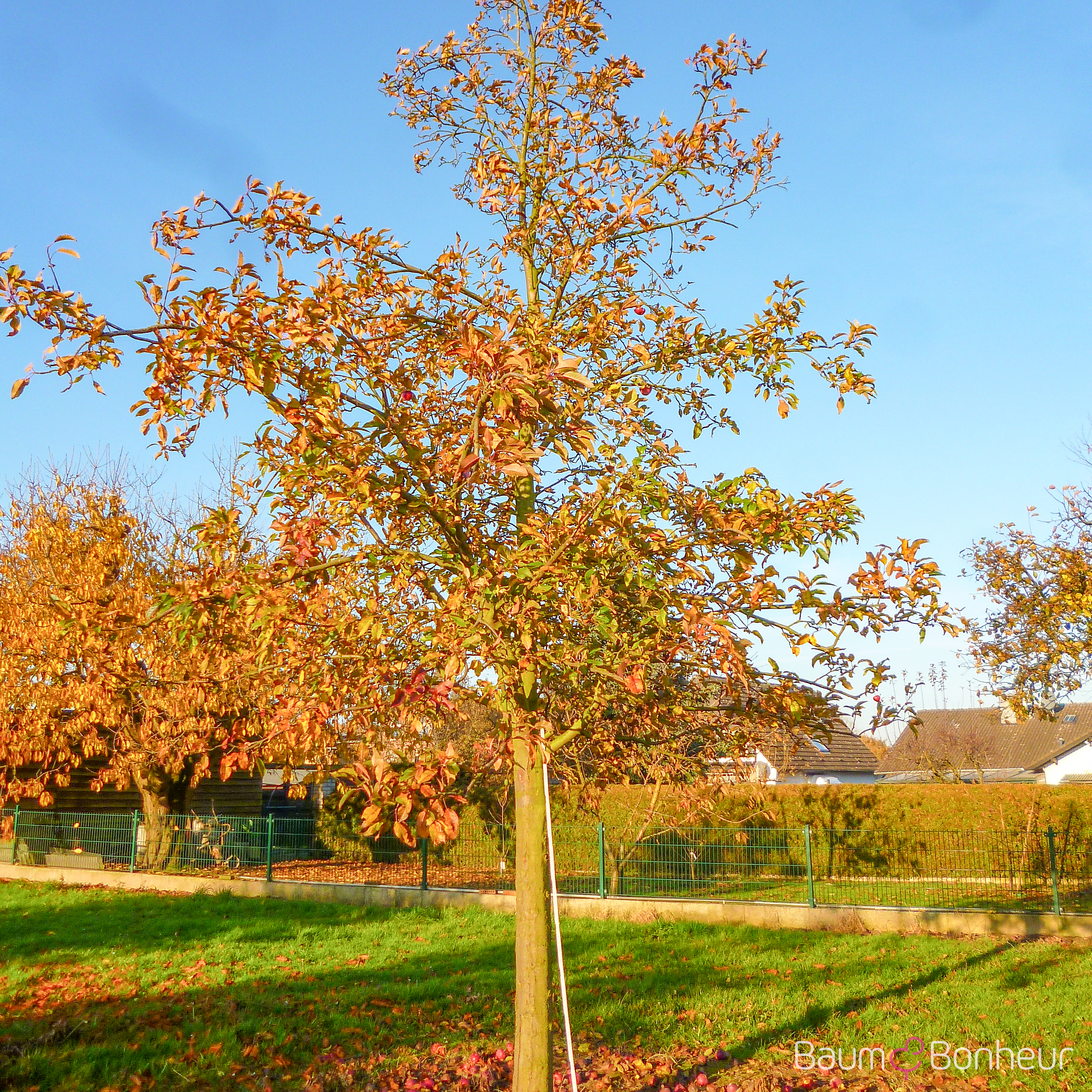 Malus 'Gloster 69'