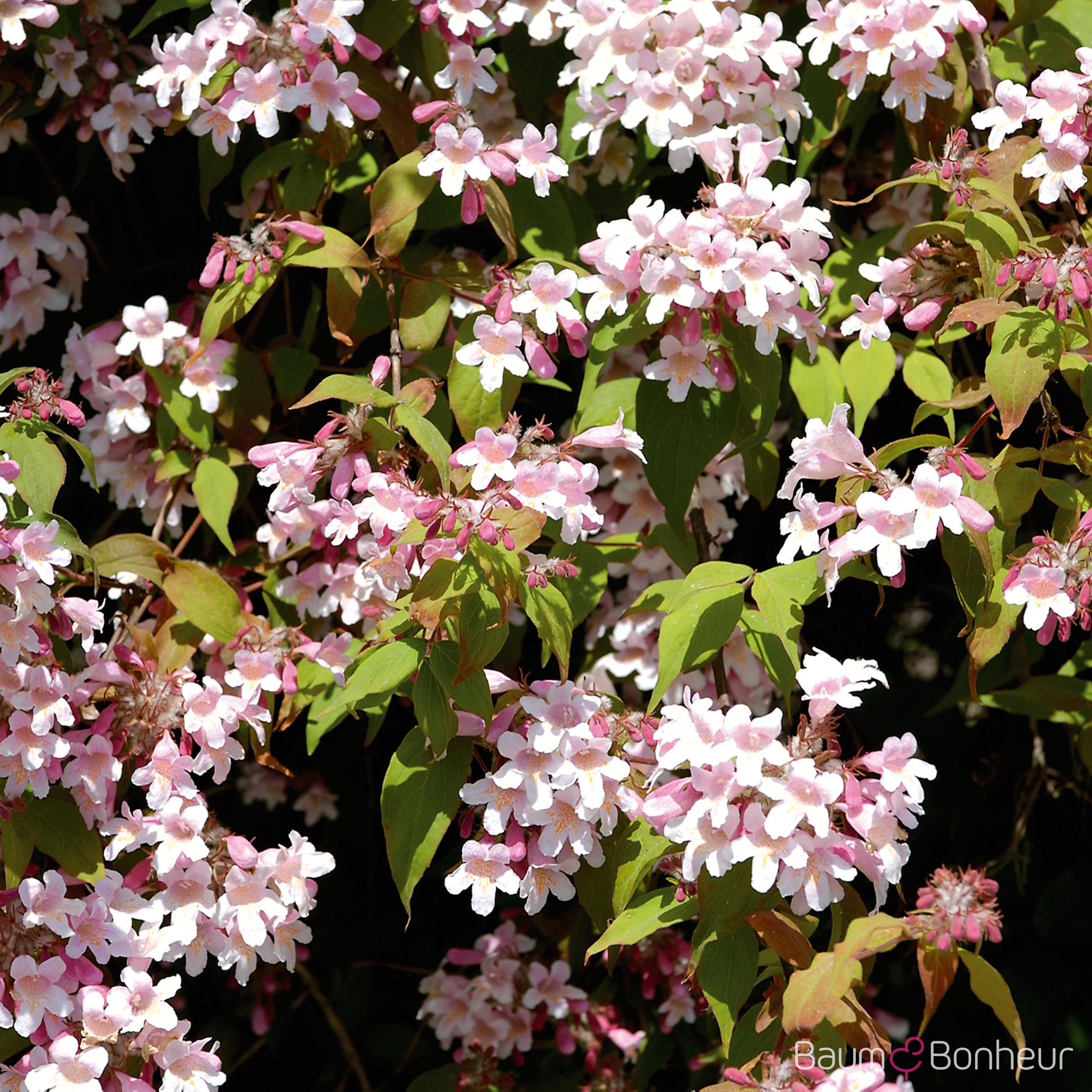 Kolkwitzia amabilis