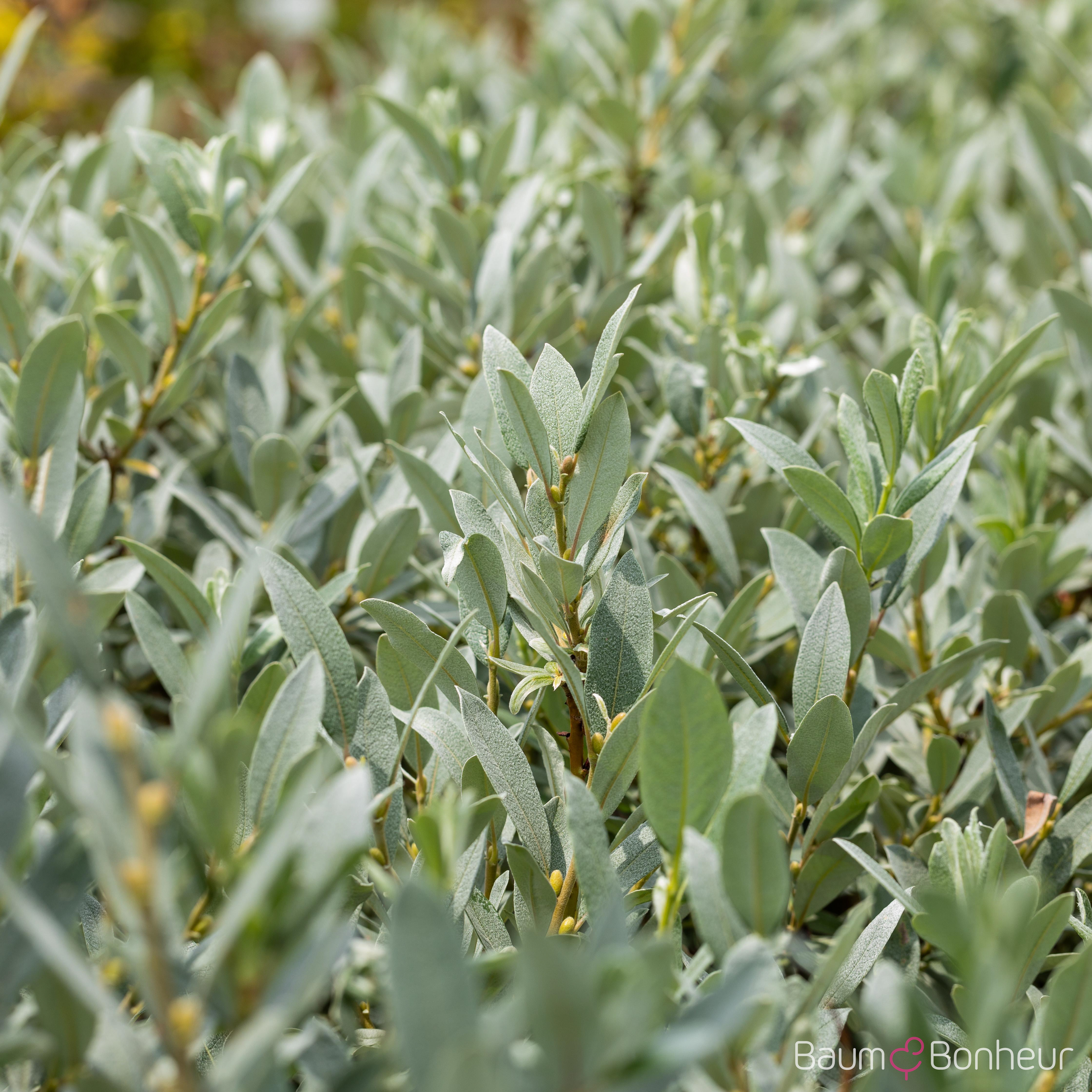 Salix helvetica