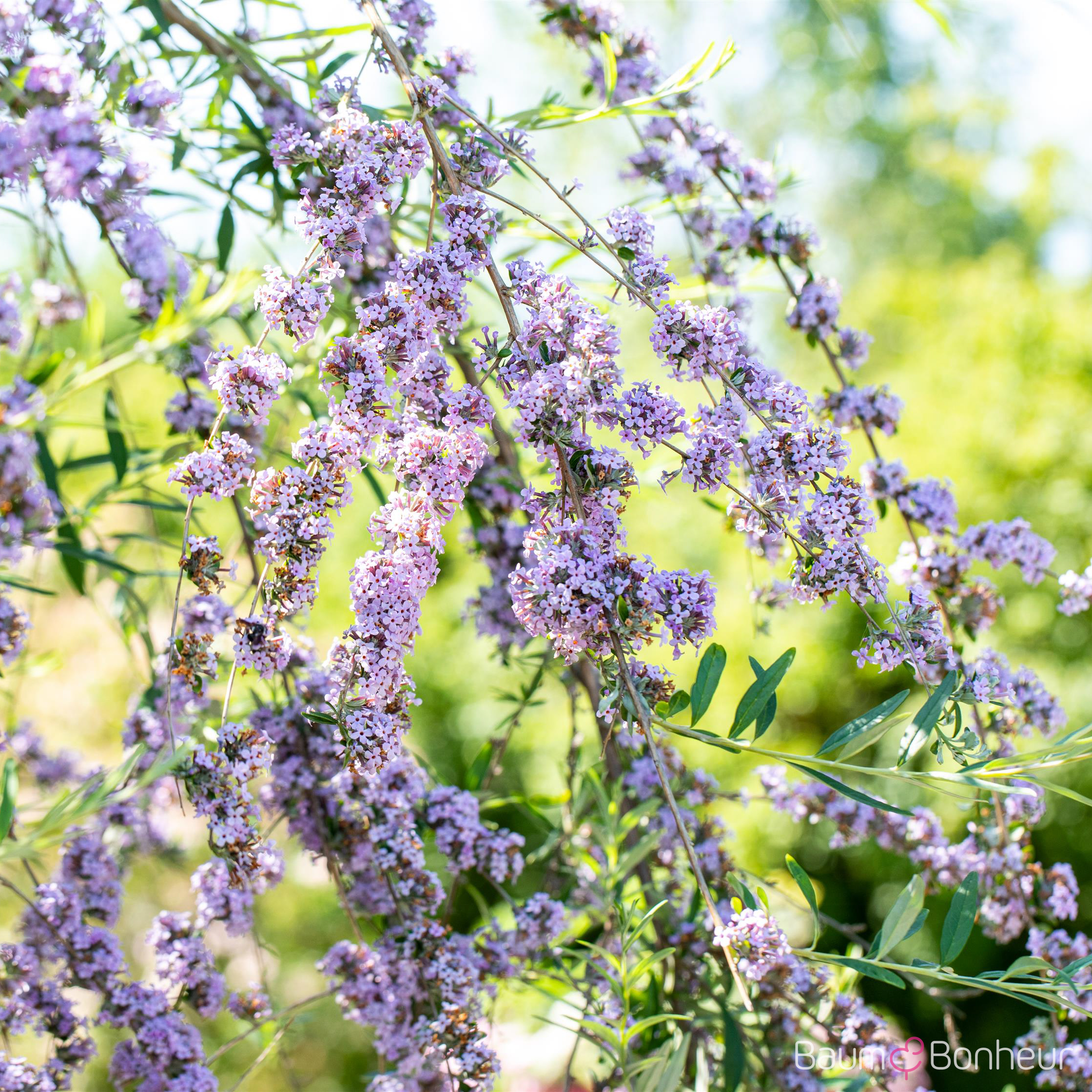 Buddleja alternifolia