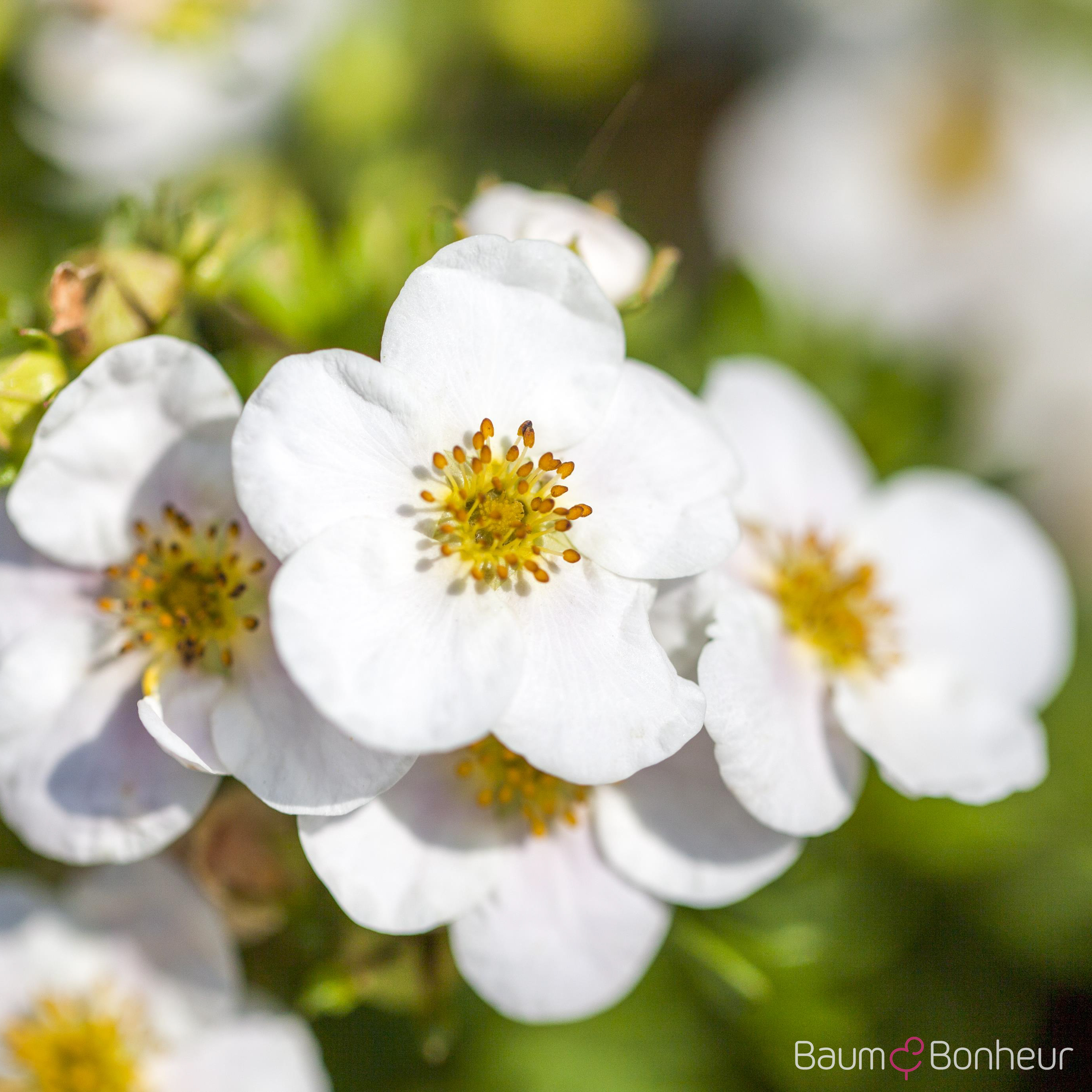 Potentilla fruticosa 'Abbotswood'