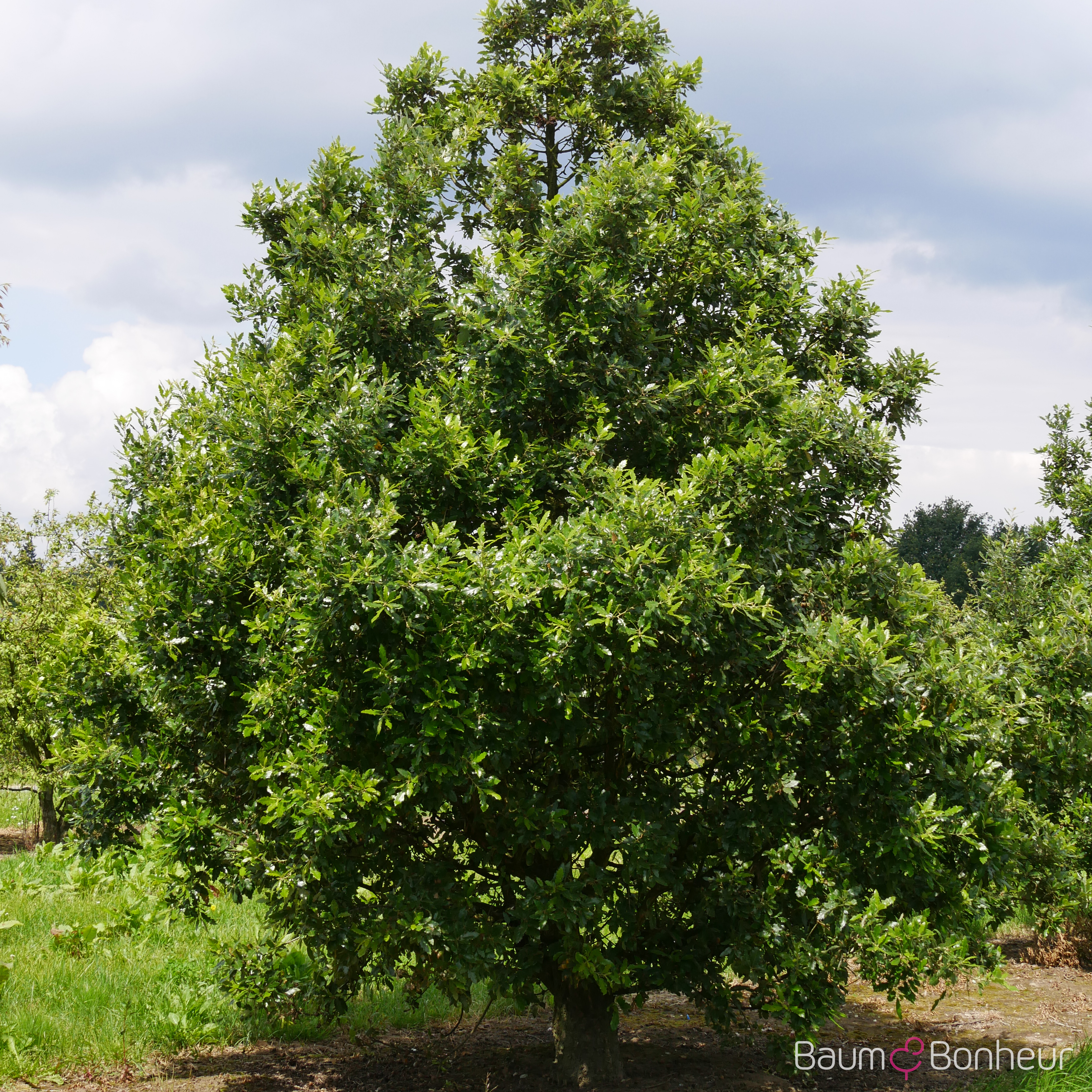 Quercus hispanica 'Fulhamensis'