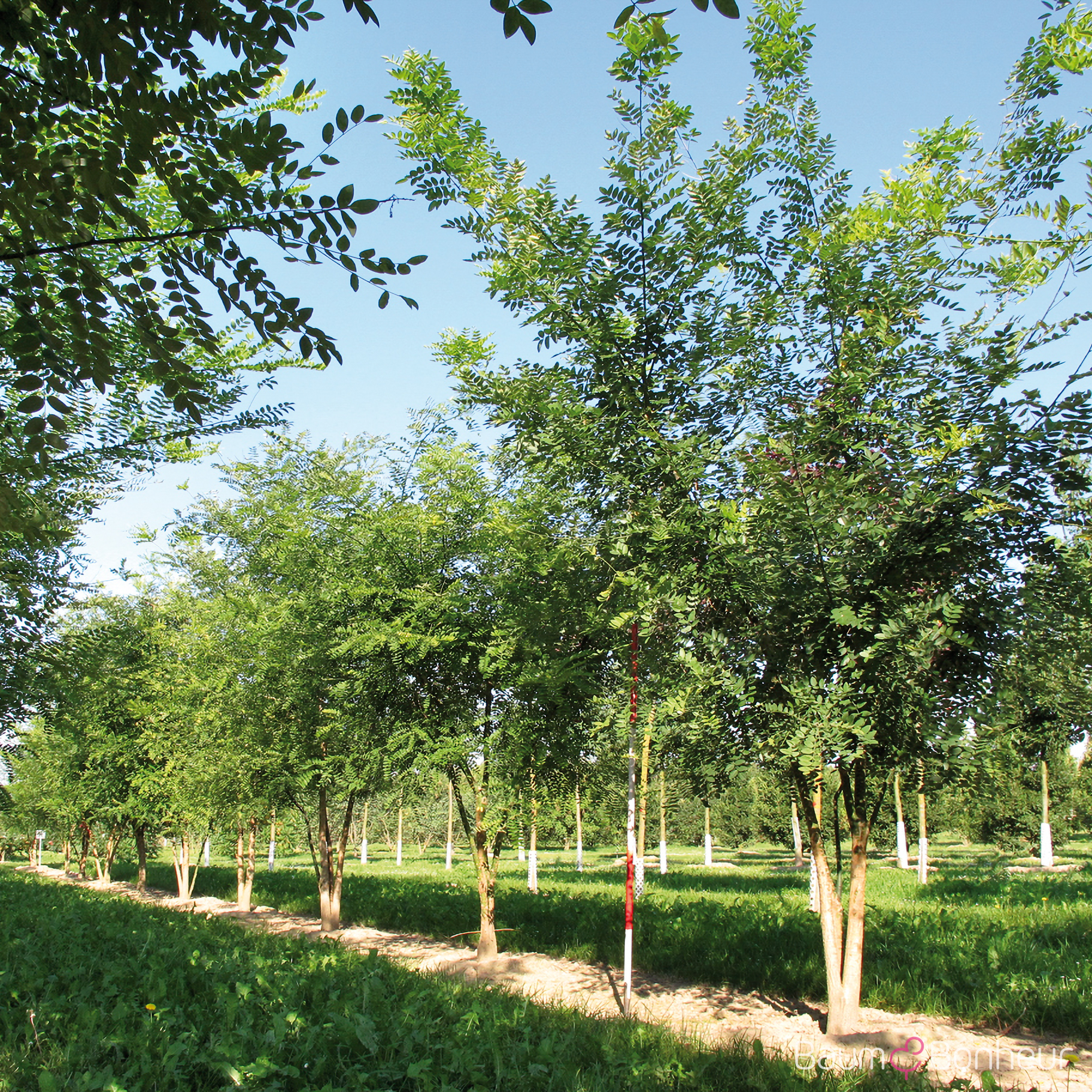 Sophora japonica