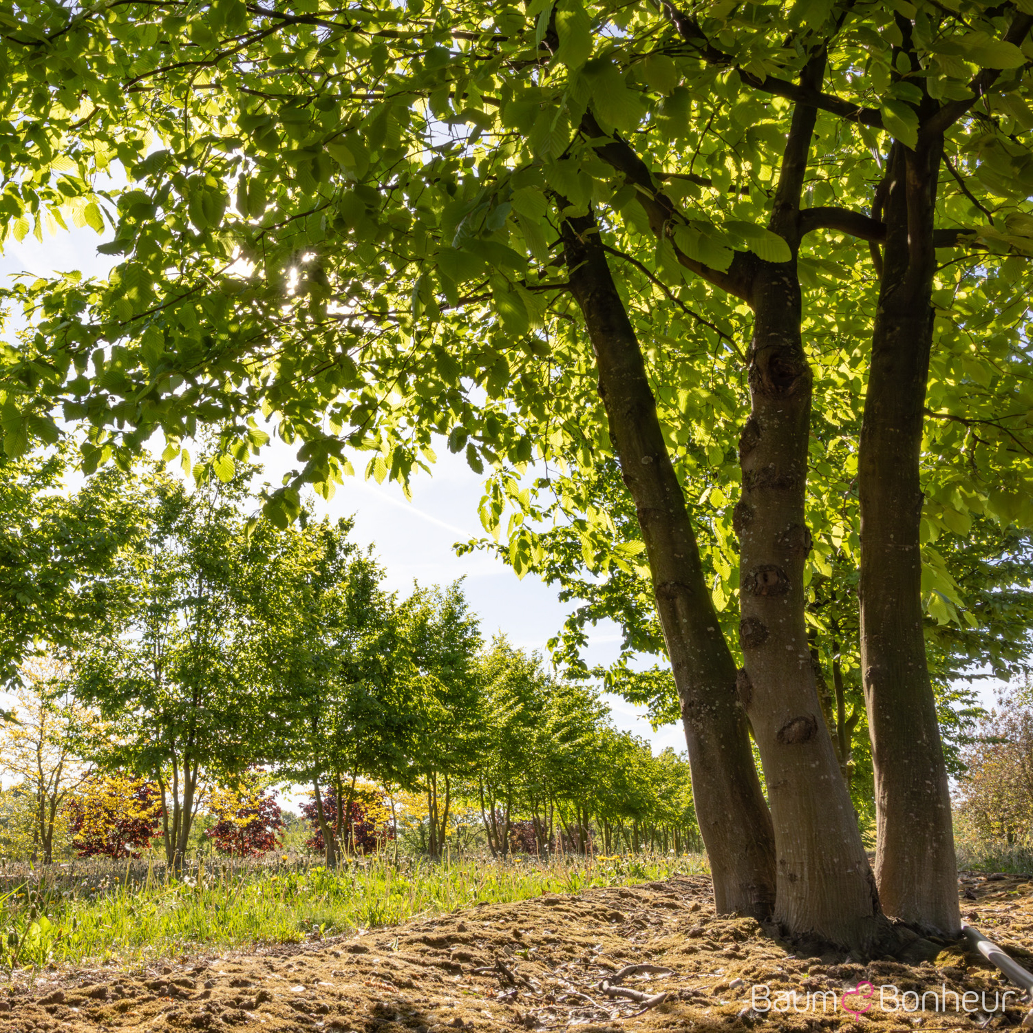 Carpinus betulus