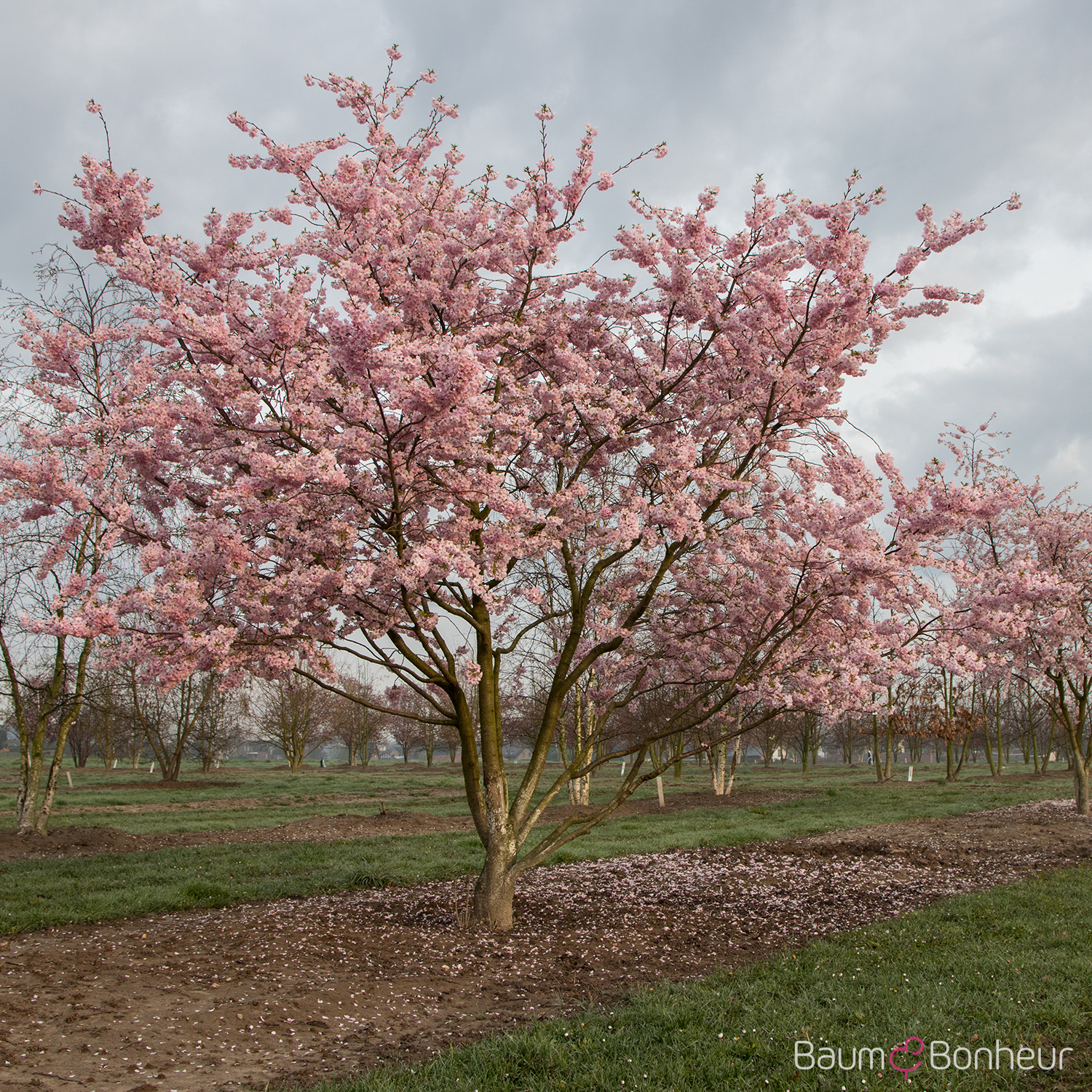 Prunus subhirtella 'Accolade'