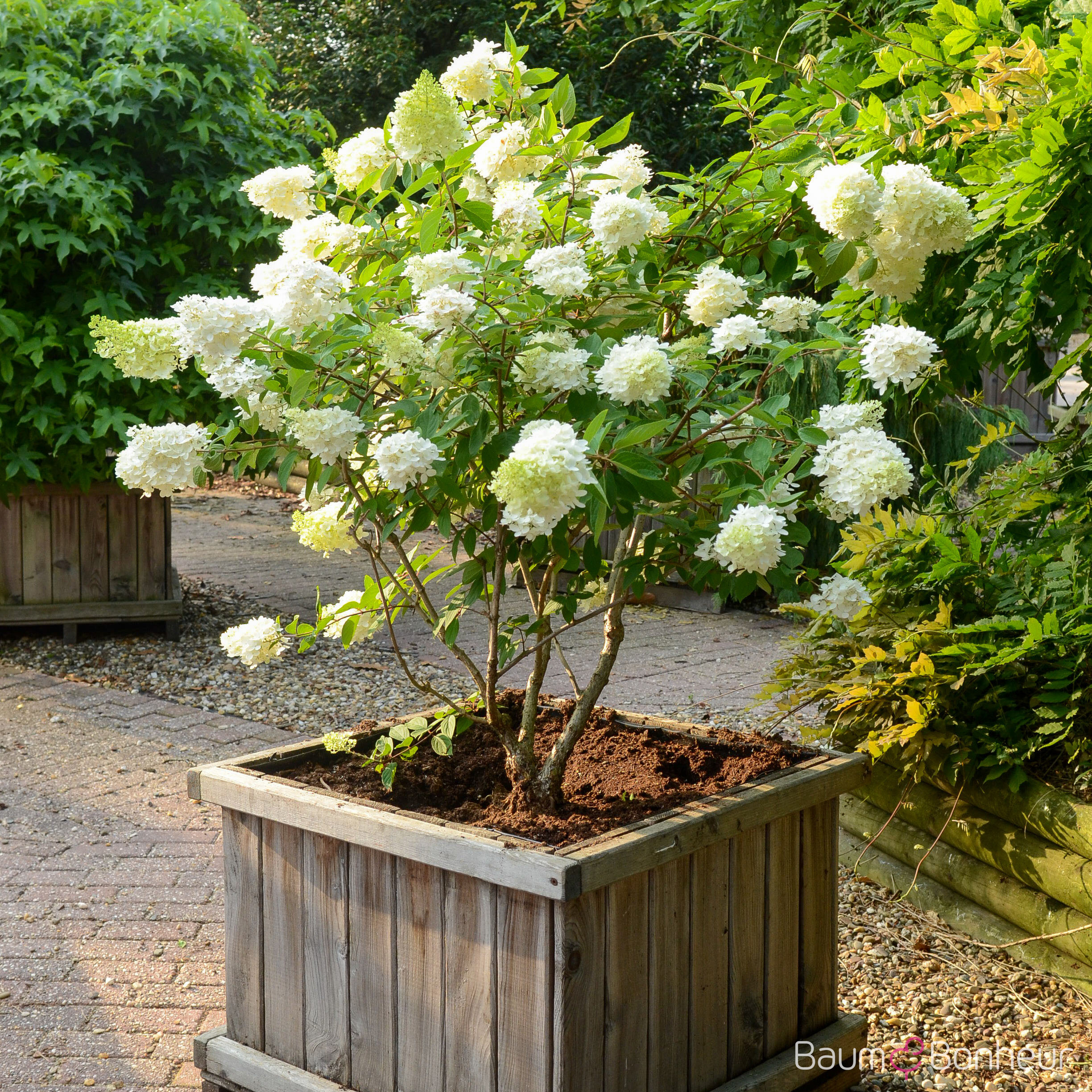 Hydrangea paniculata 'Grandiflora'