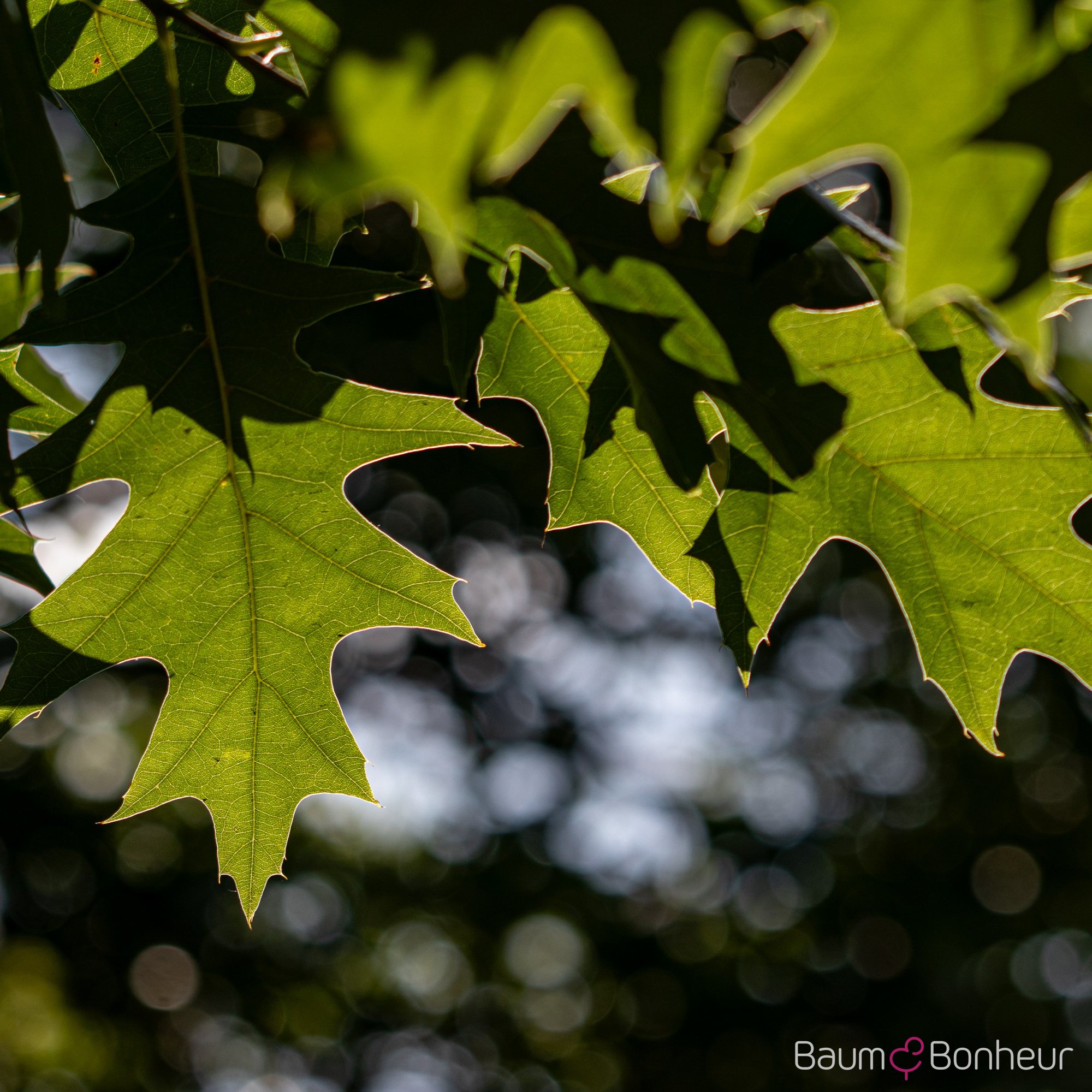 Quercus rubra